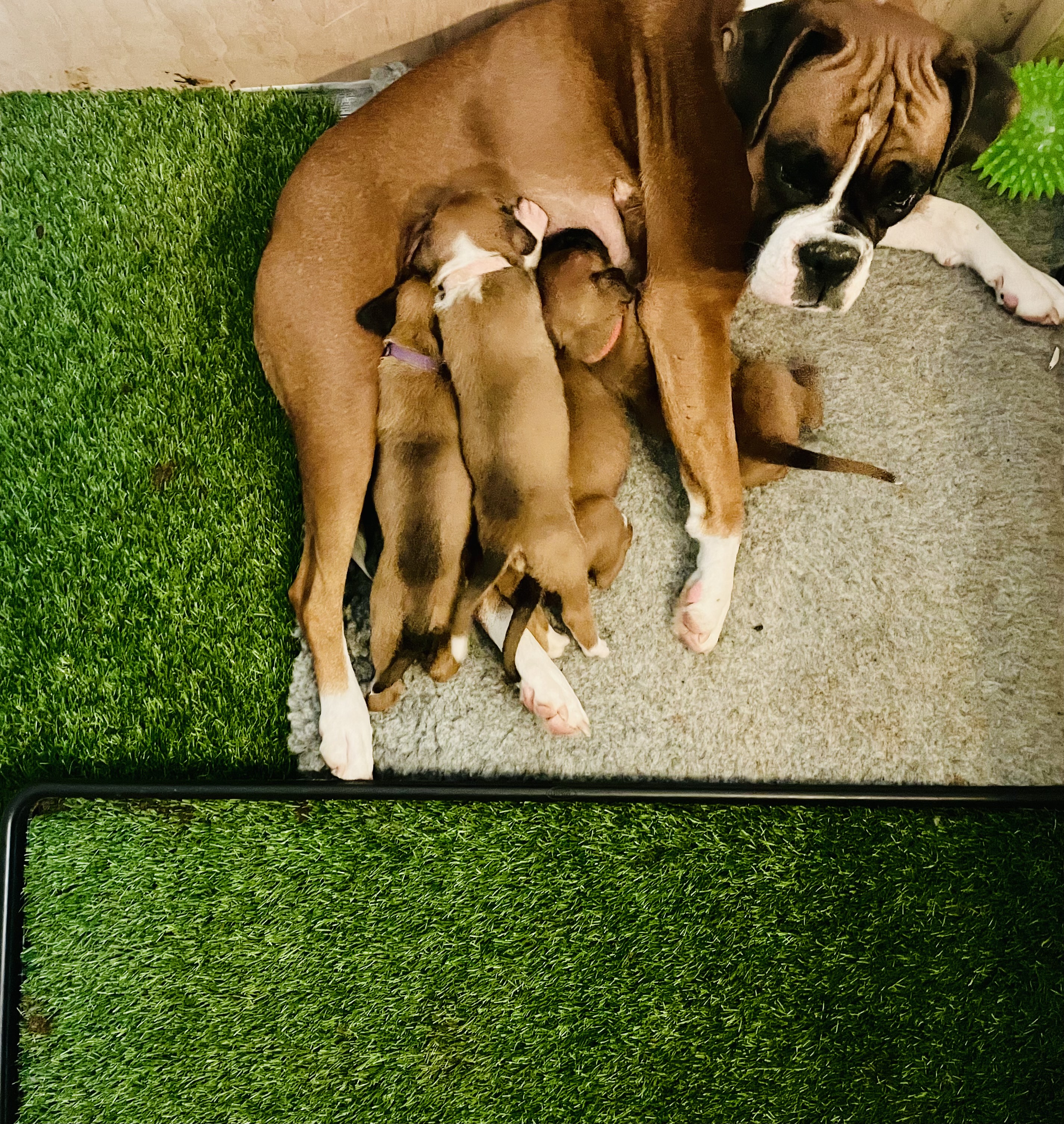 Toilet training on artificial grass