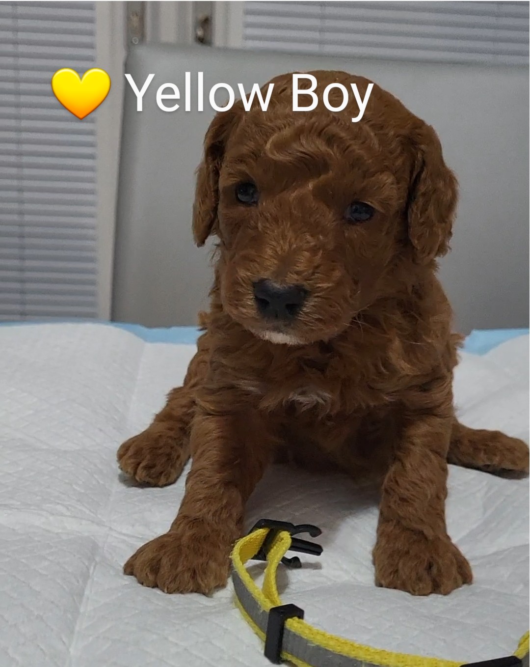 Yellow Collar Boy