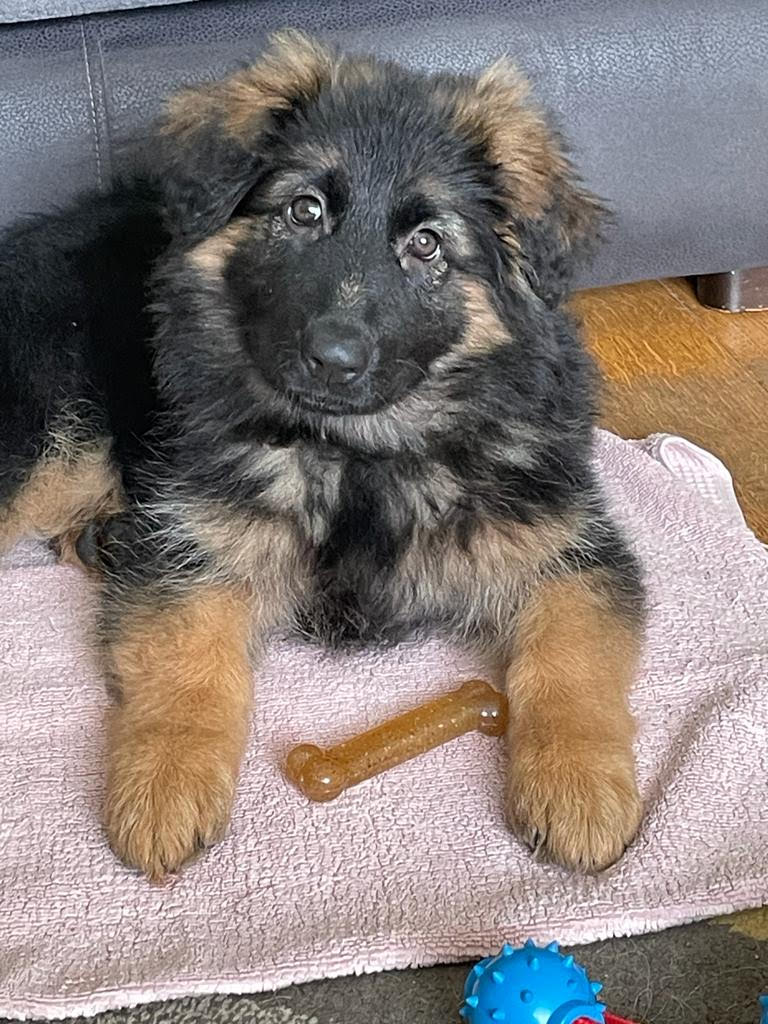 A typical 'Conquell' long coated puppy