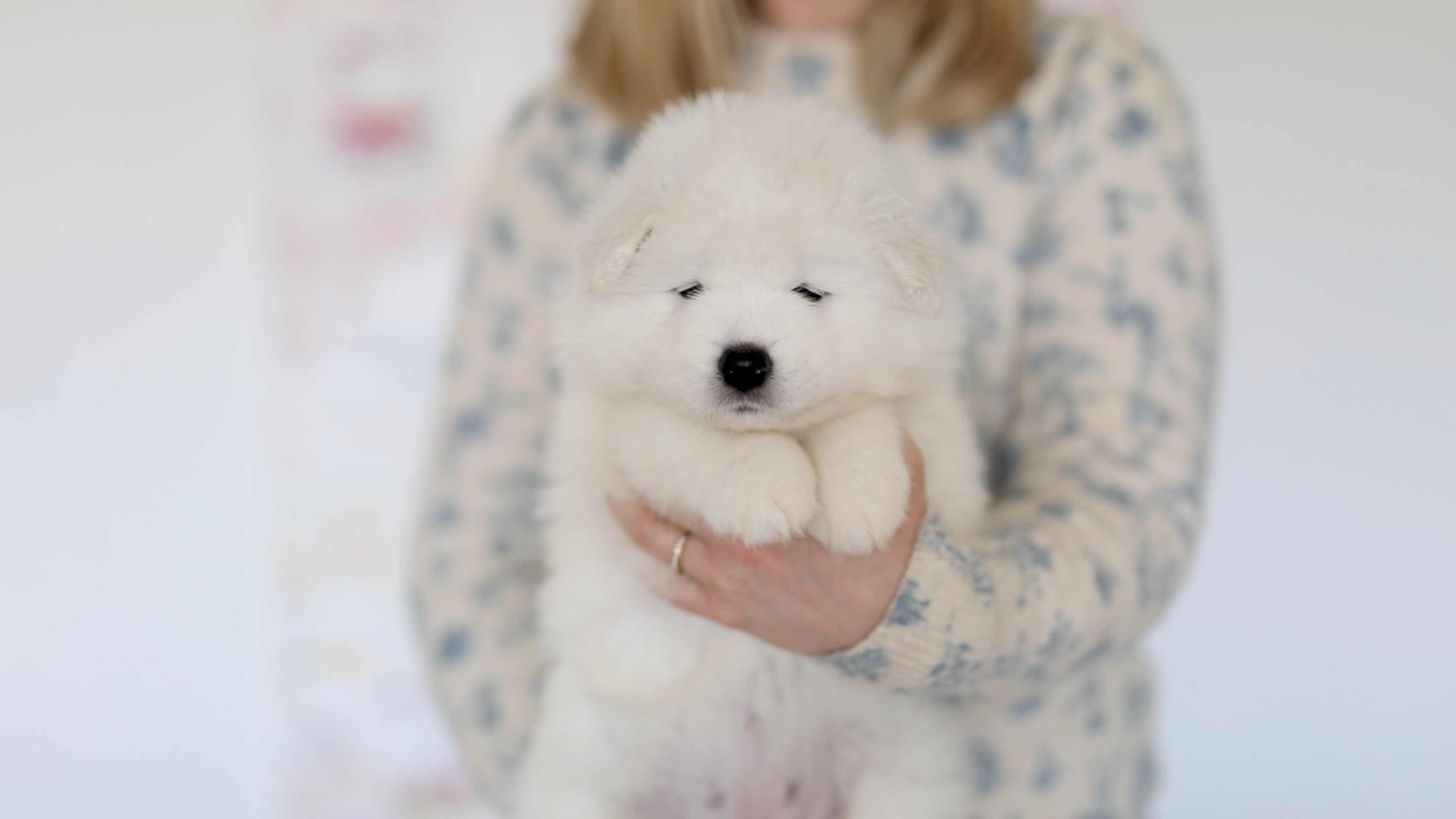 Main puppy image