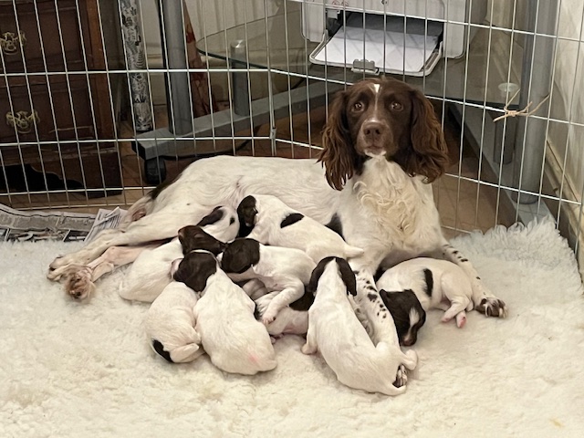 Millie (Kenynten Great Start of Stockingpool) with her litter of nine