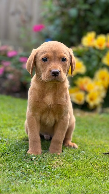 Main puppy image