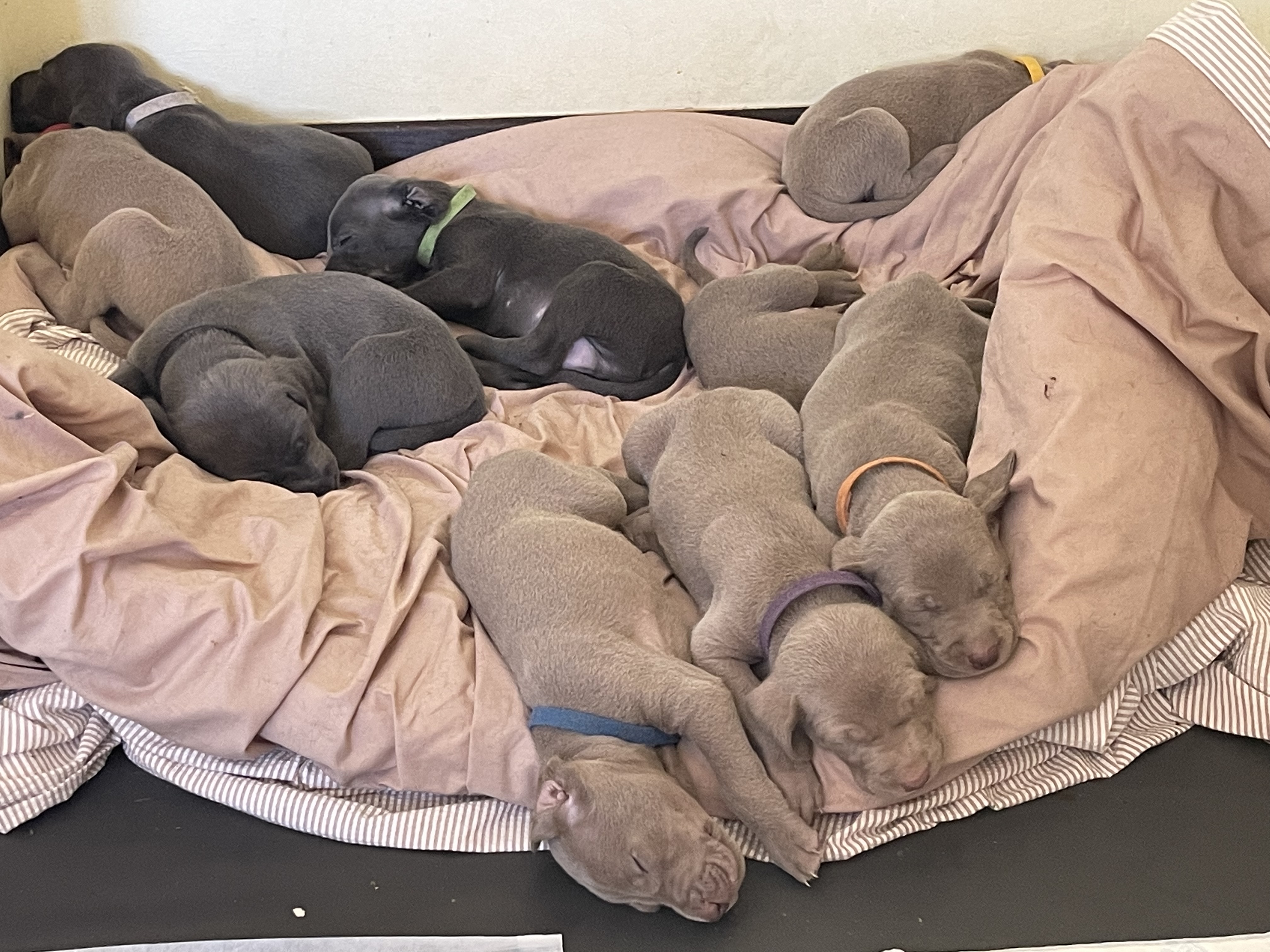 Bundle of puppies 