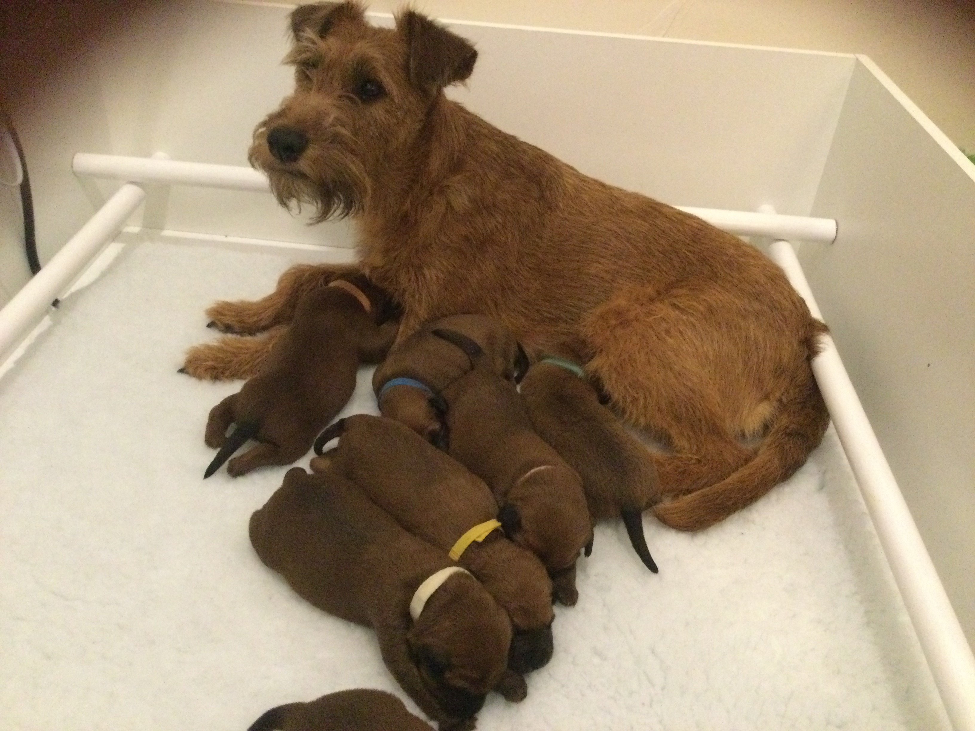 Mum (Connie) with her puppies 