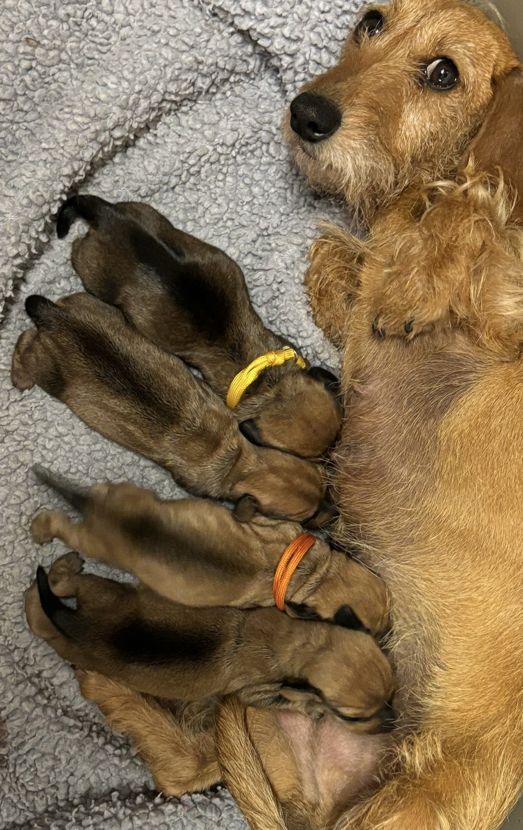 Mum & Pups
