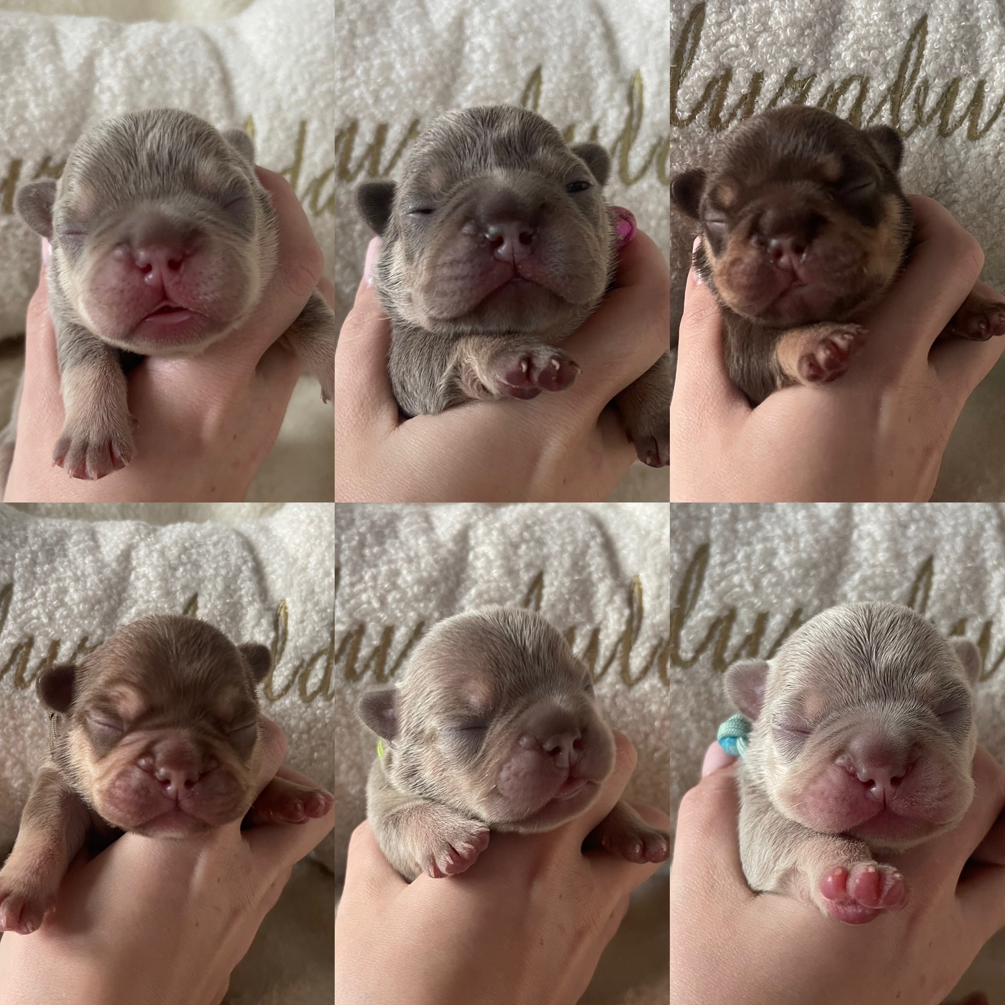 Puppies at 1 week old 