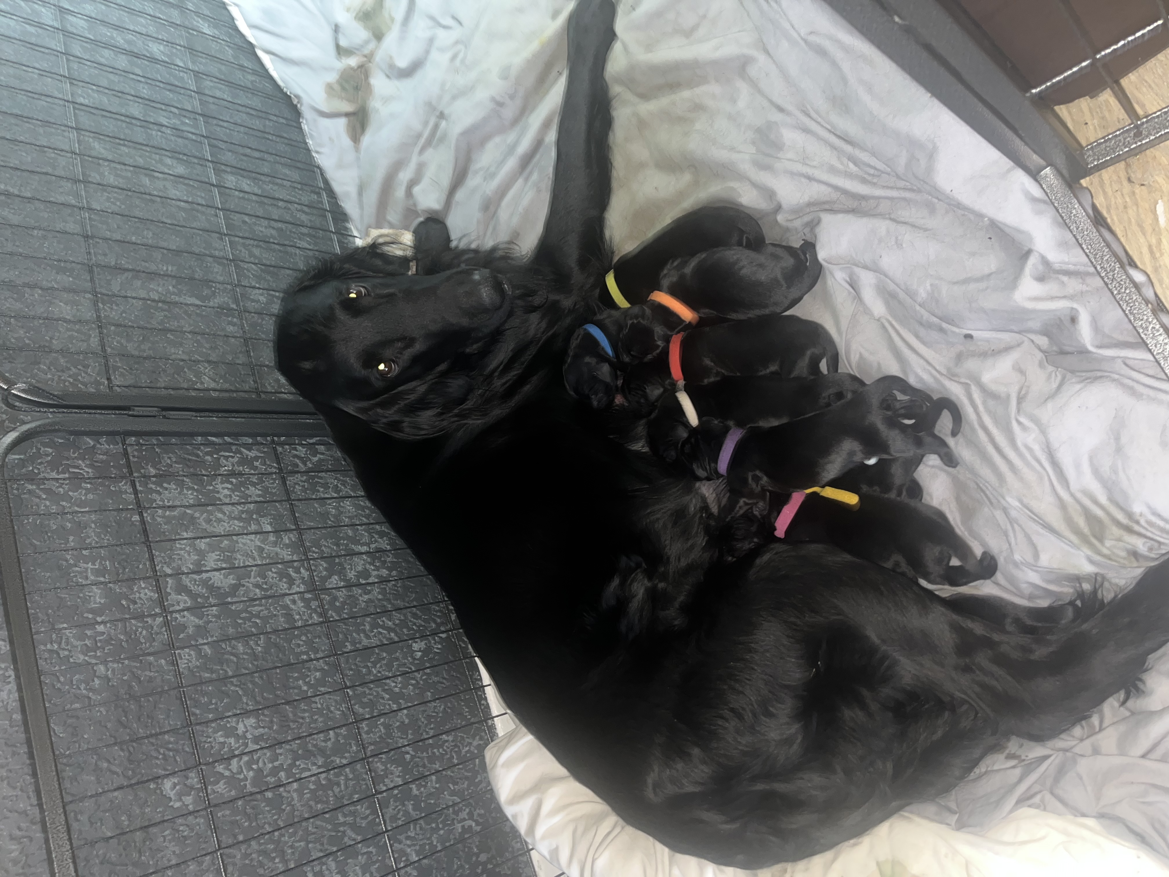 Nurturing mama with her pups 