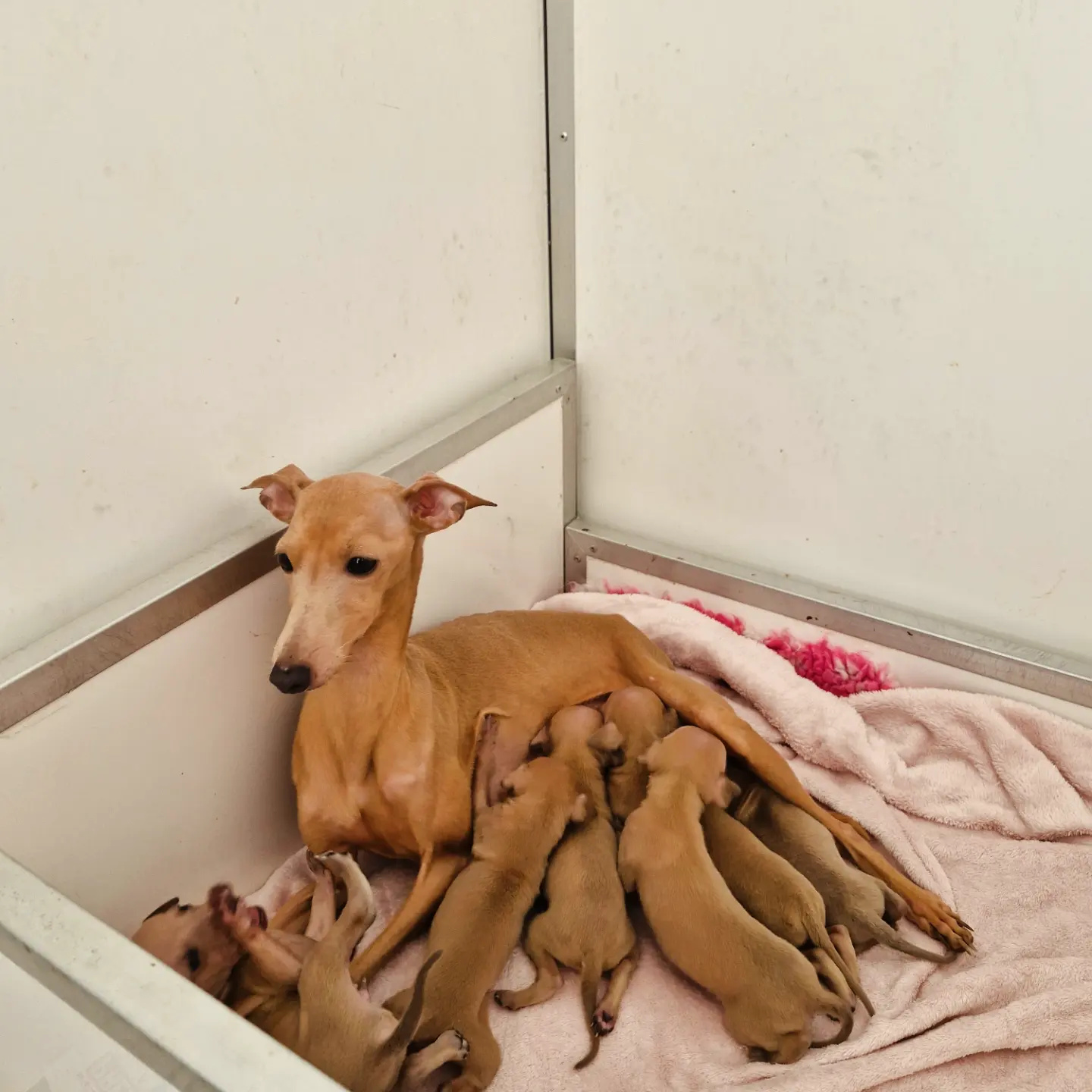 Empress and her puppies 