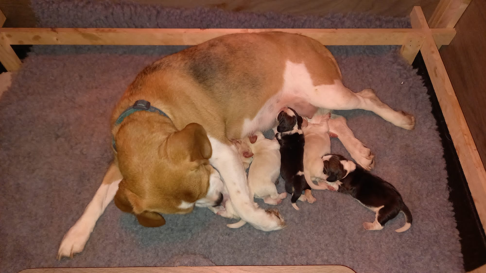 Mum and puppies