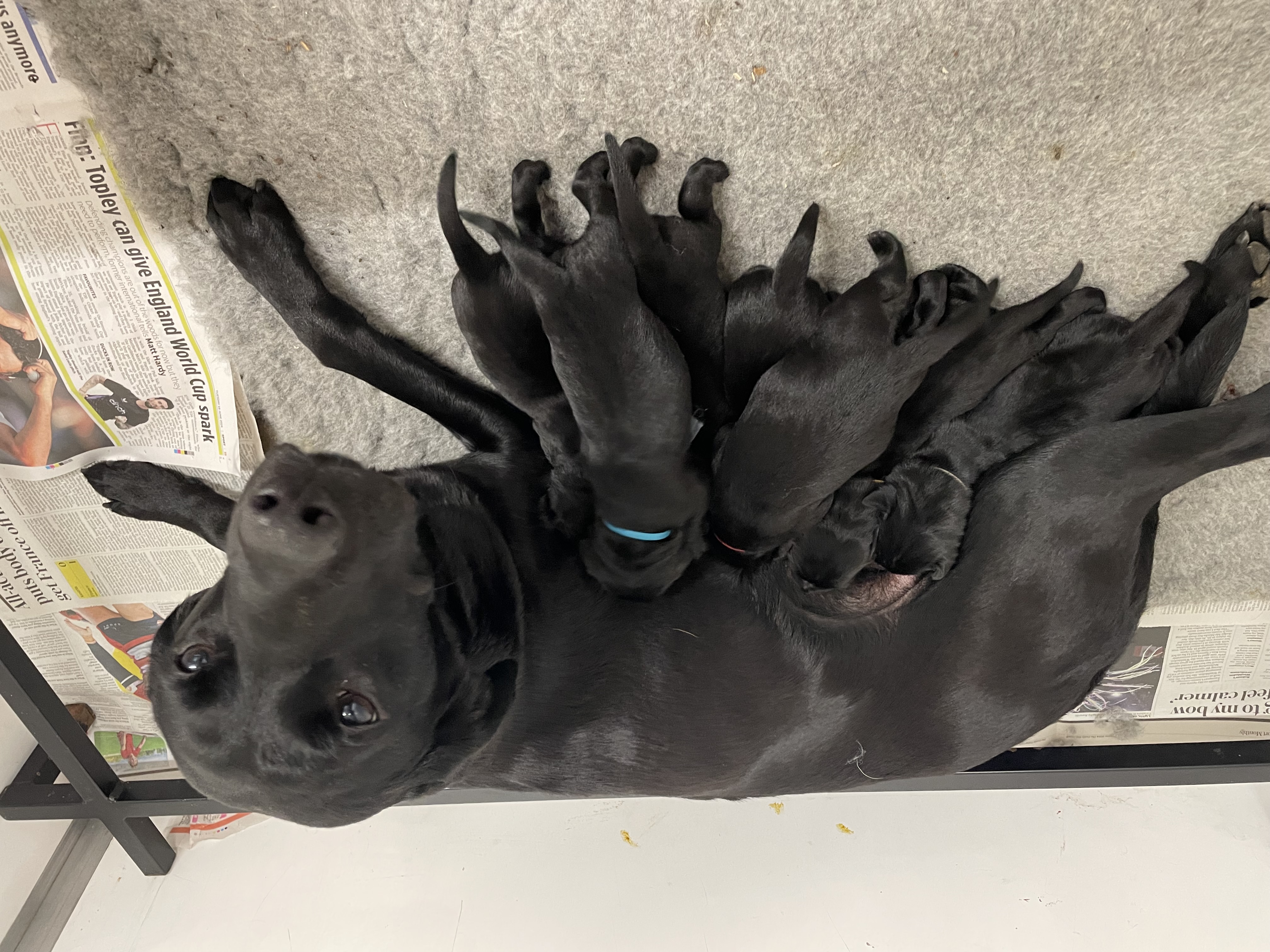 Mum & puppies 