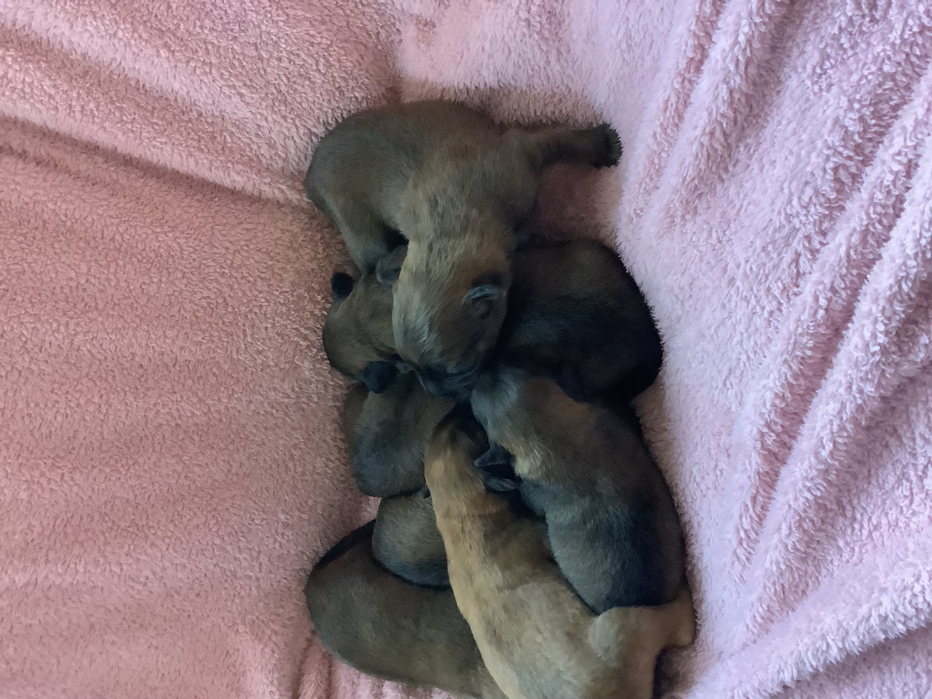 Pups at 1 week old 