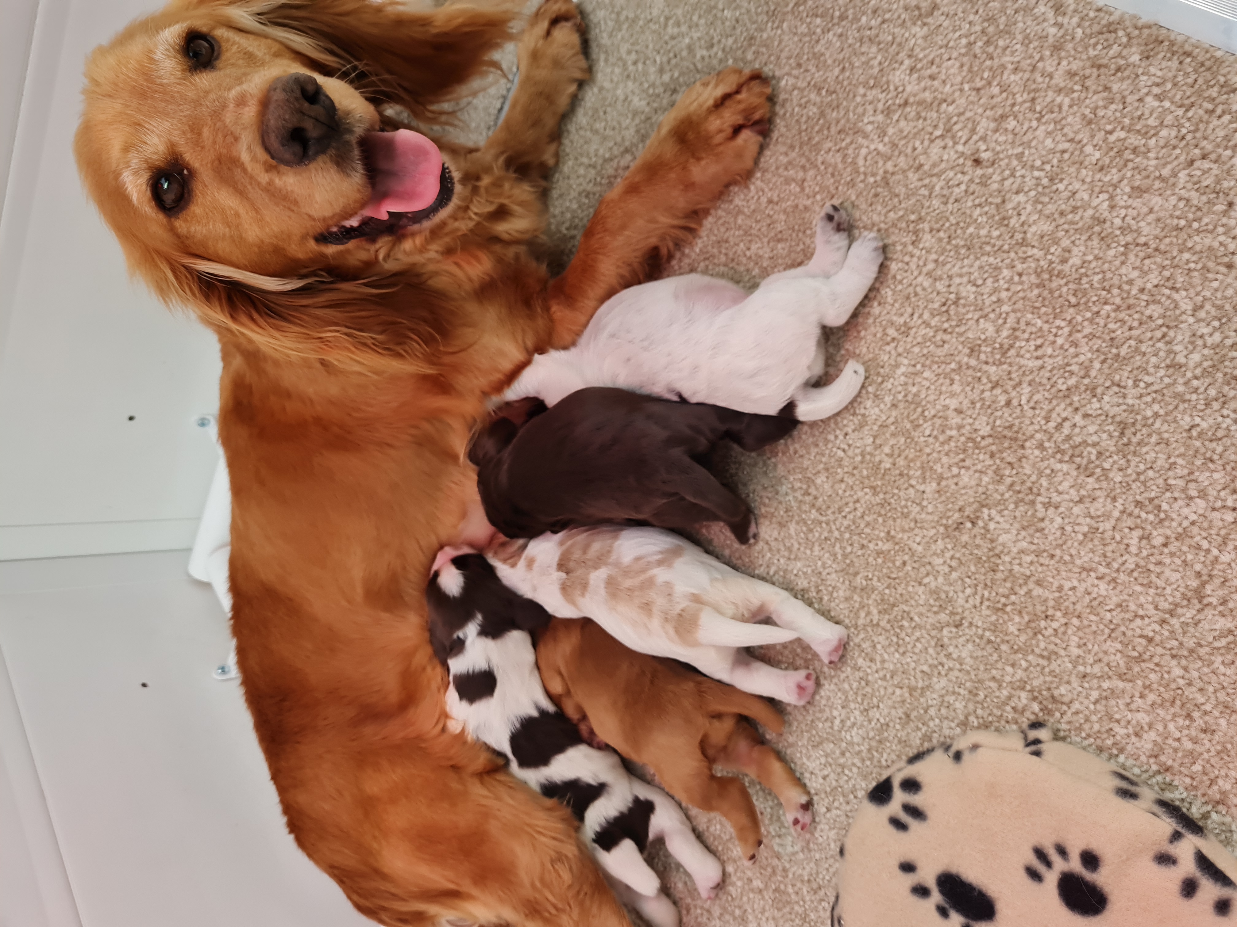 Peanut with her pups 