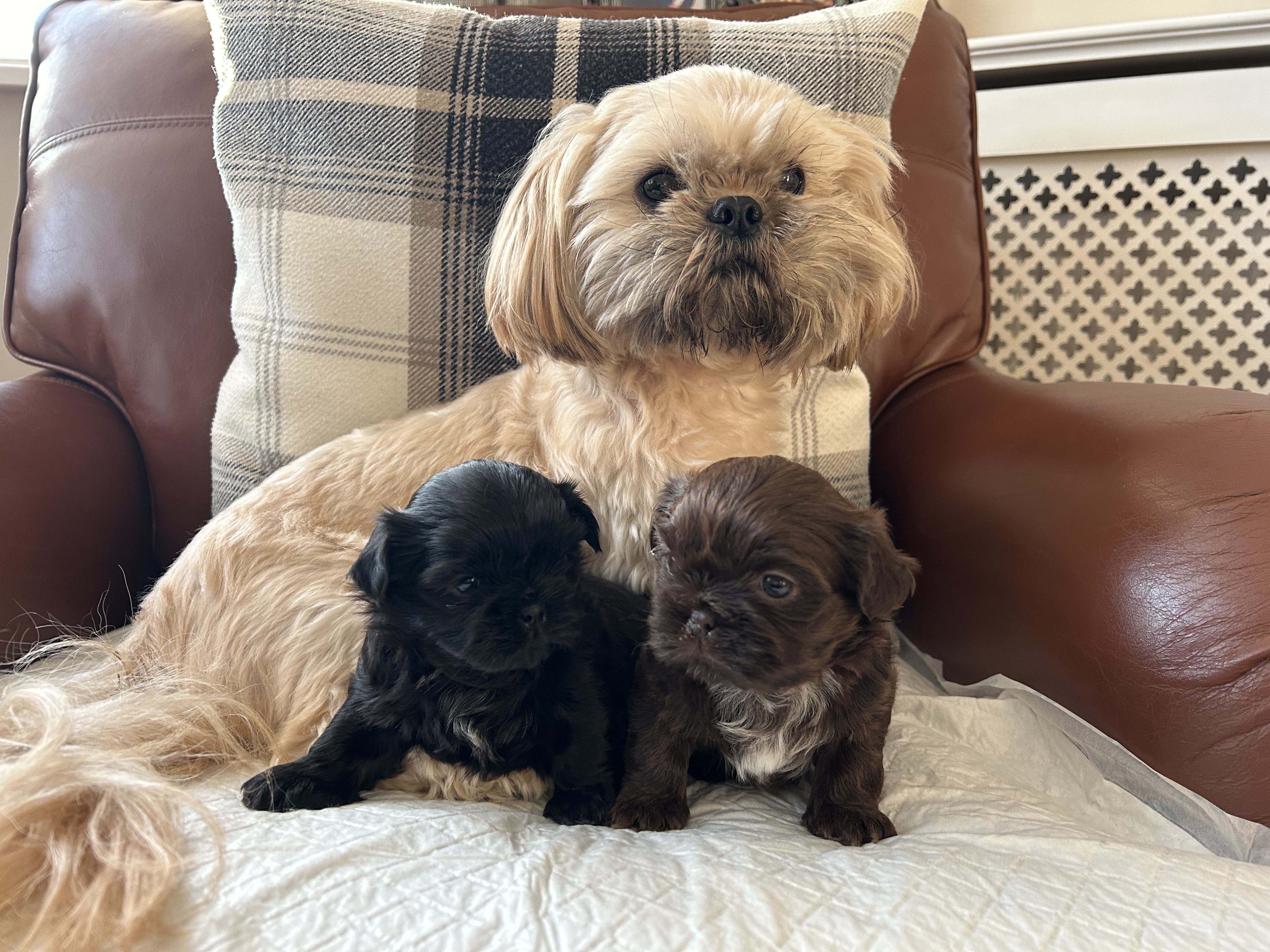 Mum & Puppies