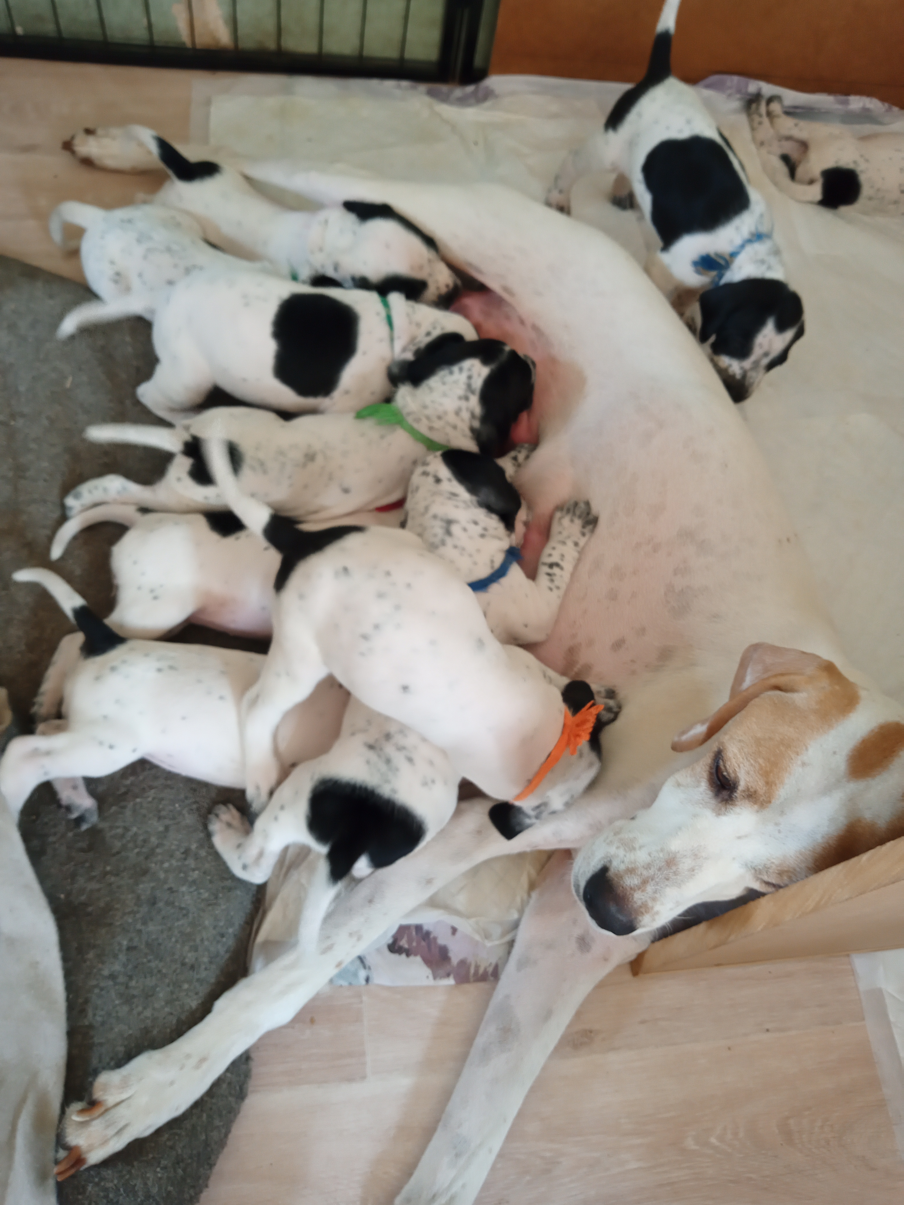 Puppies aged 4wks with dam