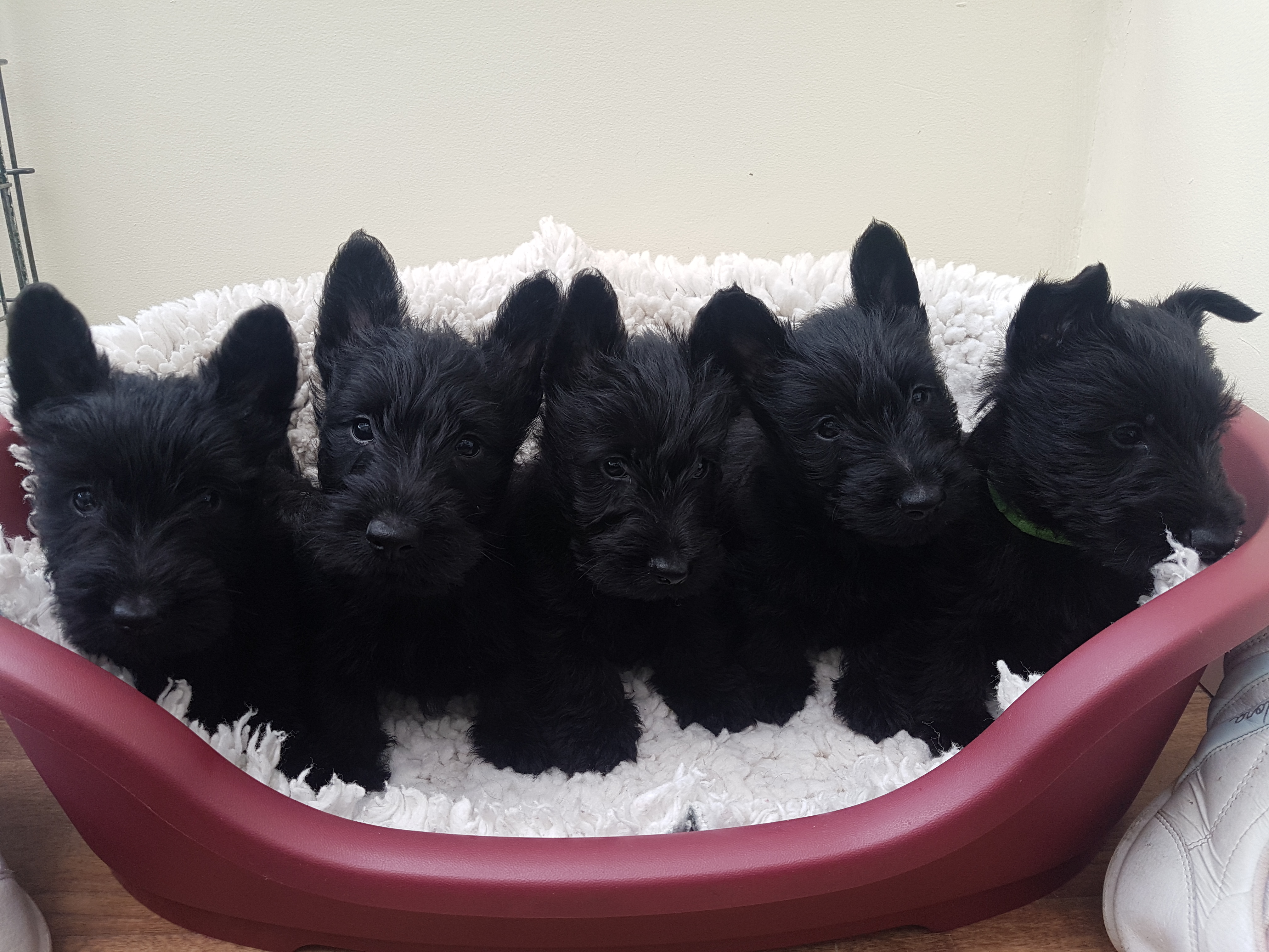 5 OF THE PUPPIES I HAVE BLACKS AND BRINDLES