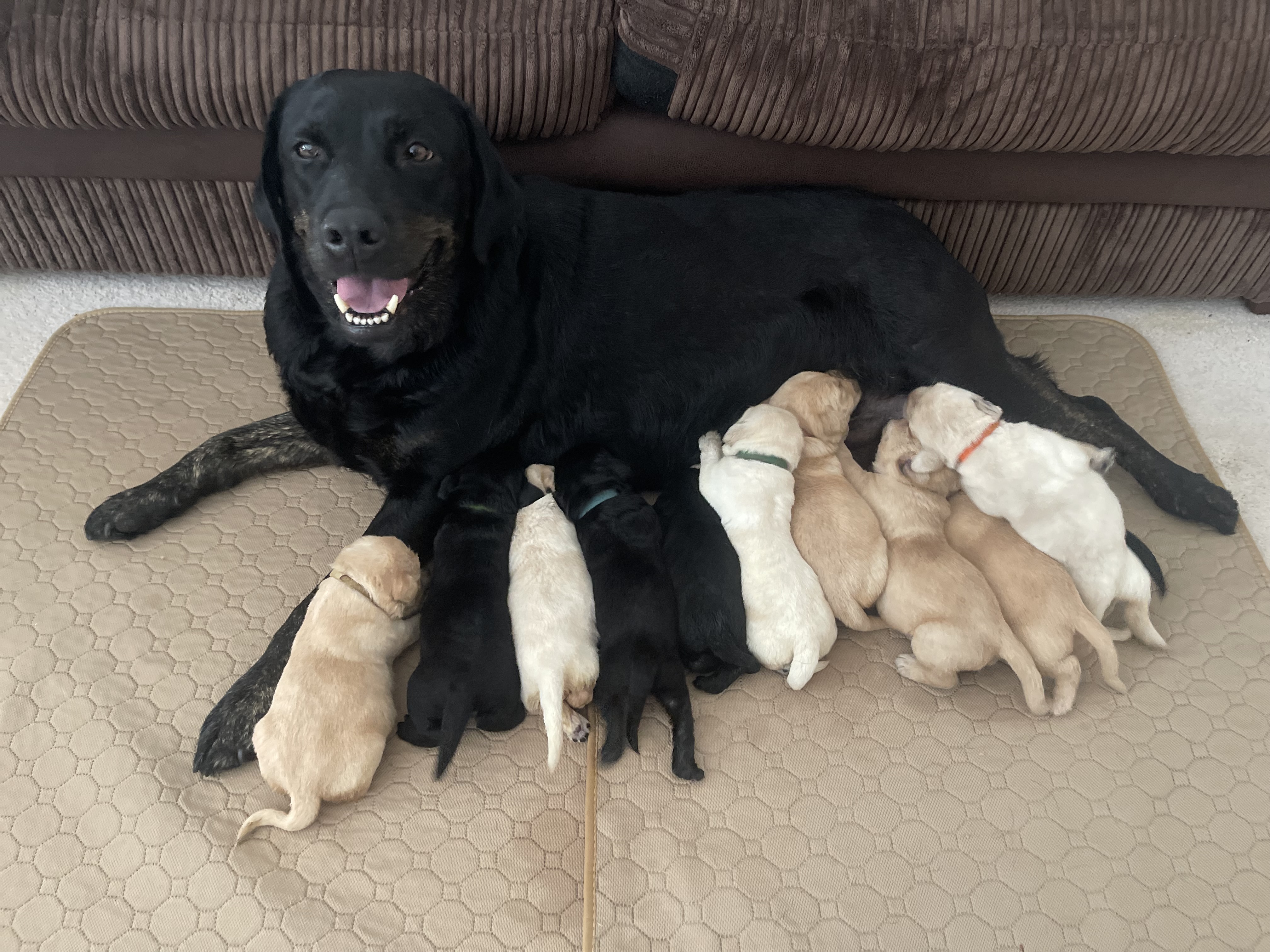 Our beautiful pet Purdey is a new mother of 11 puppies 