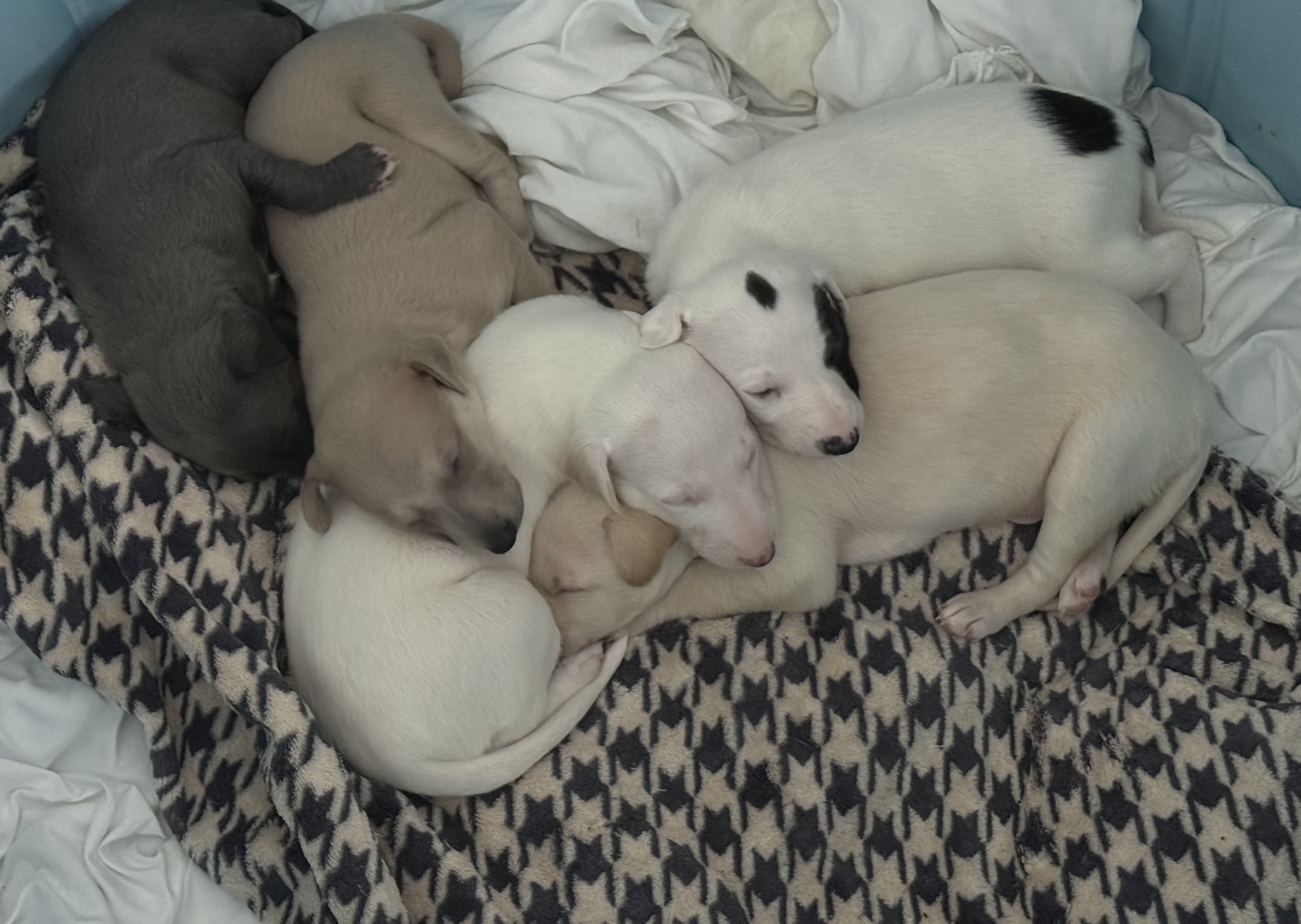 Puppies that are available for sale