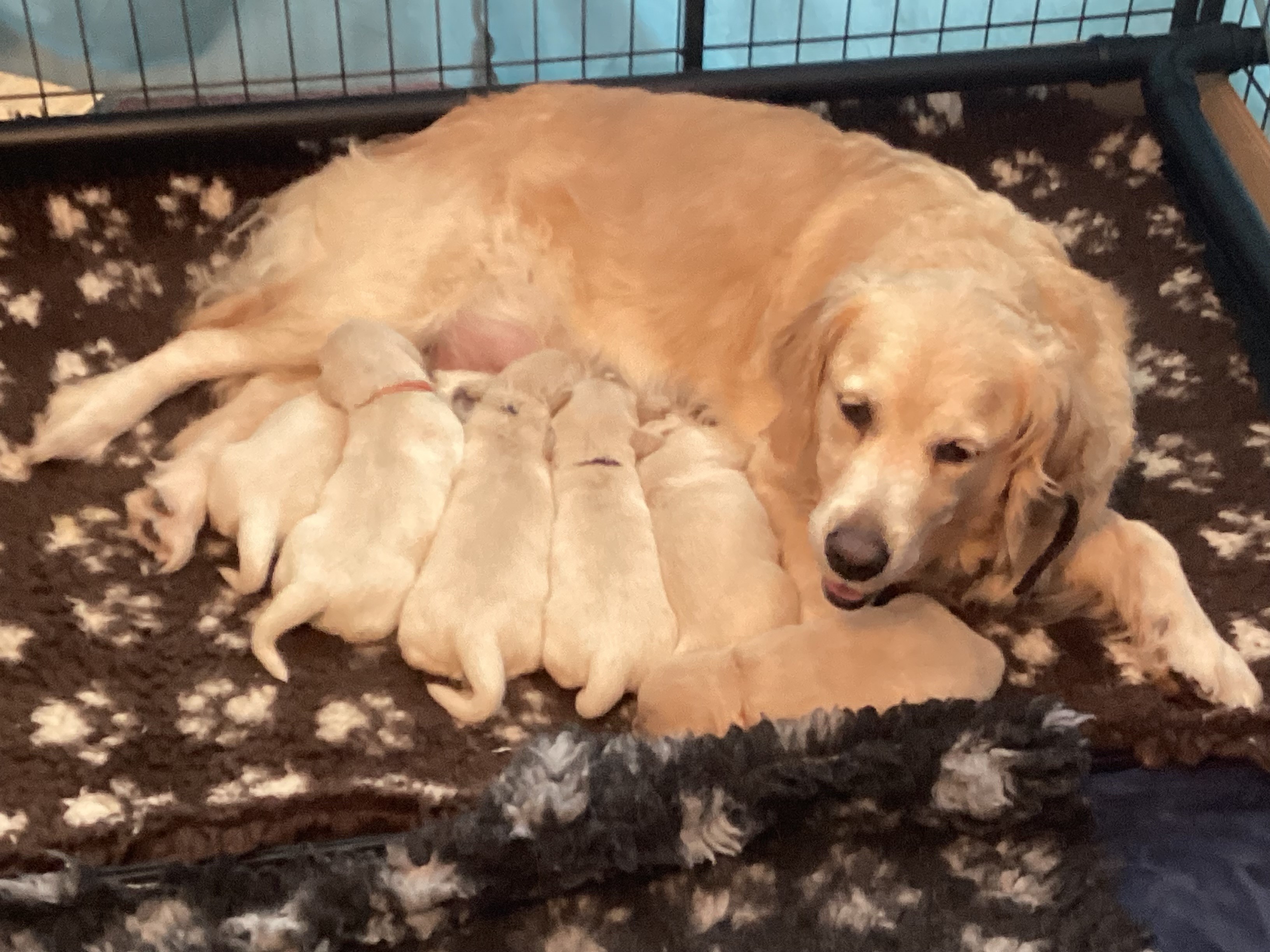 Fern & Her Puppies