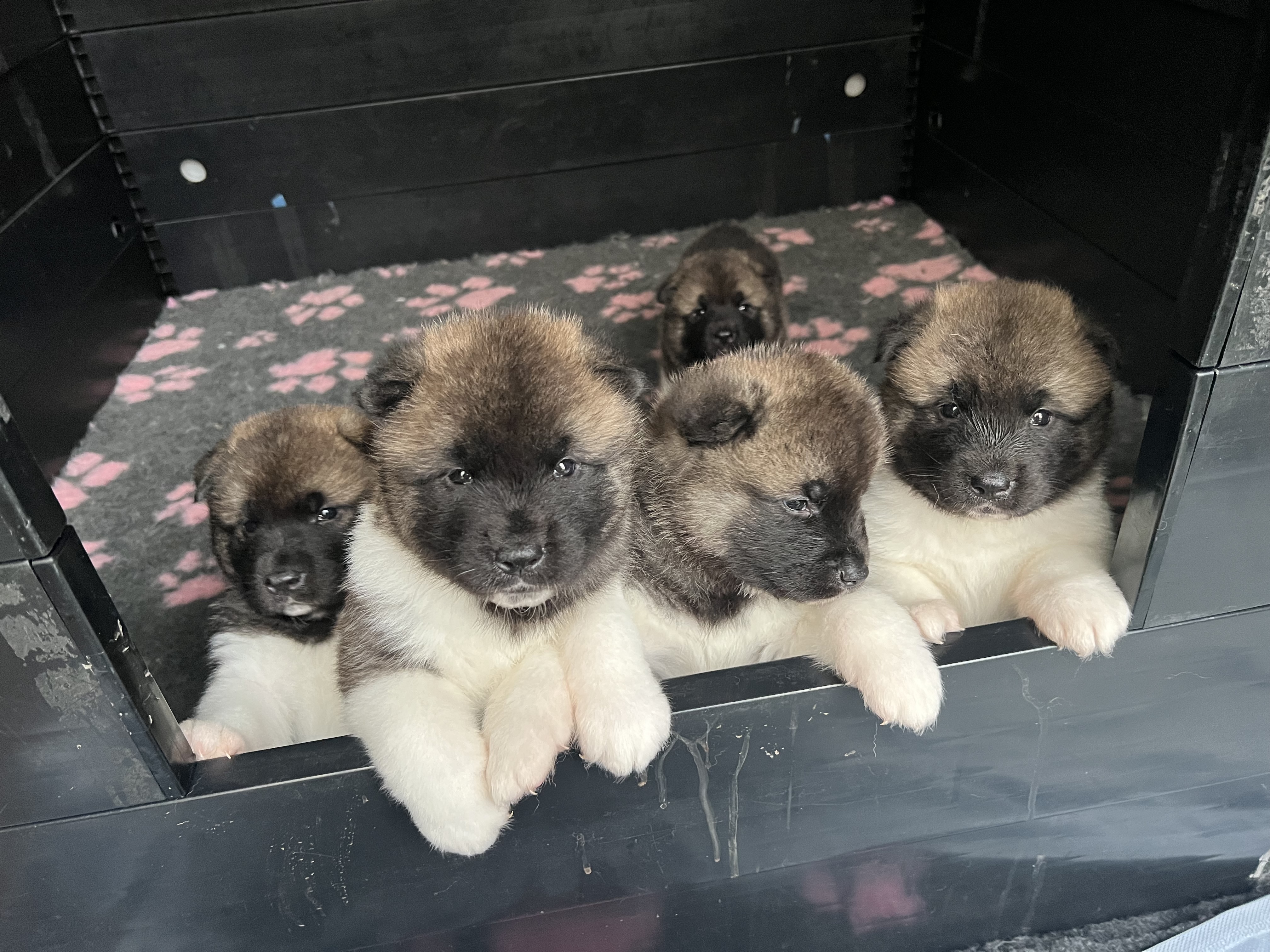 5 Chunky Akita Puppies