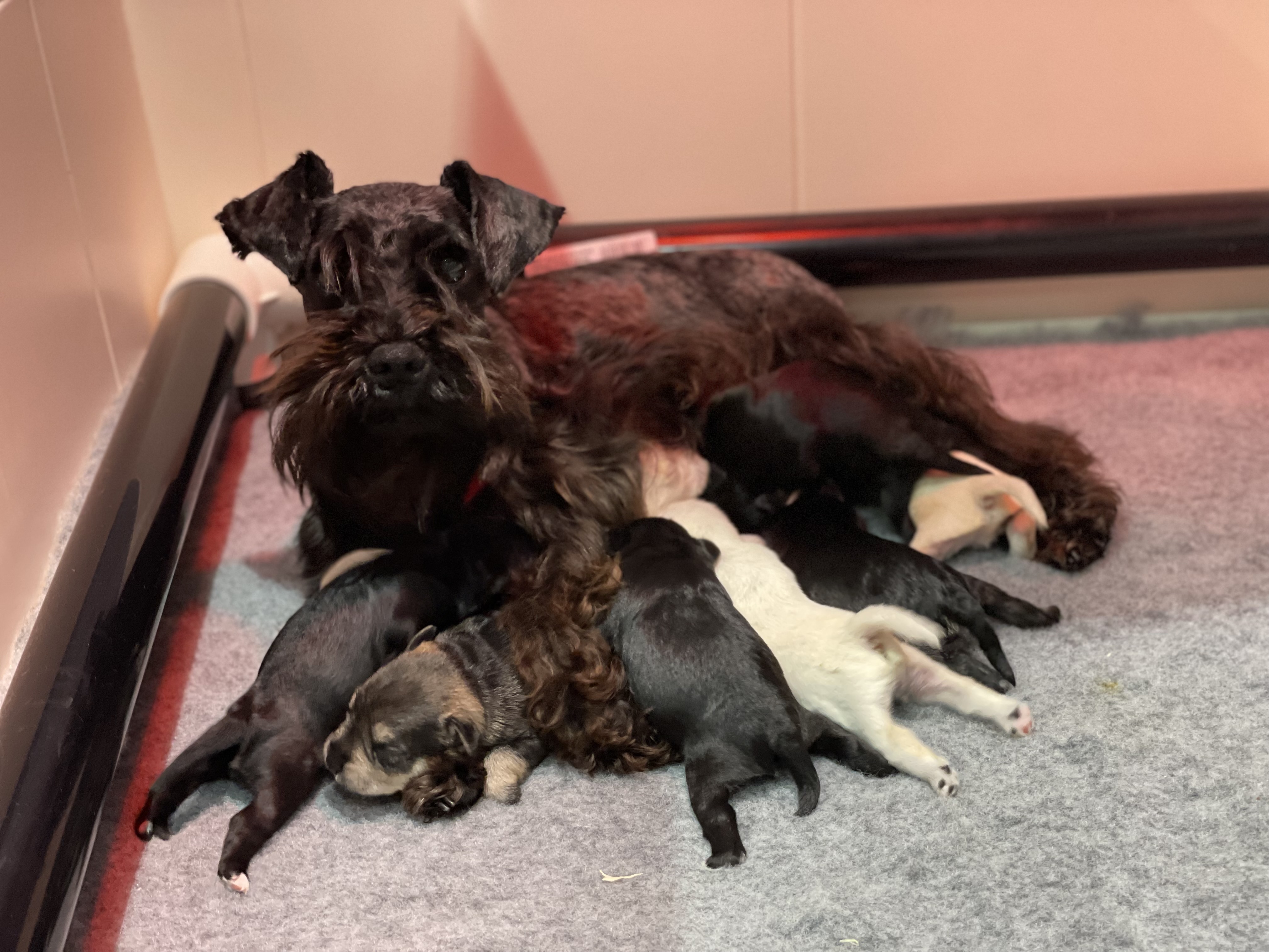 Mum with puppies