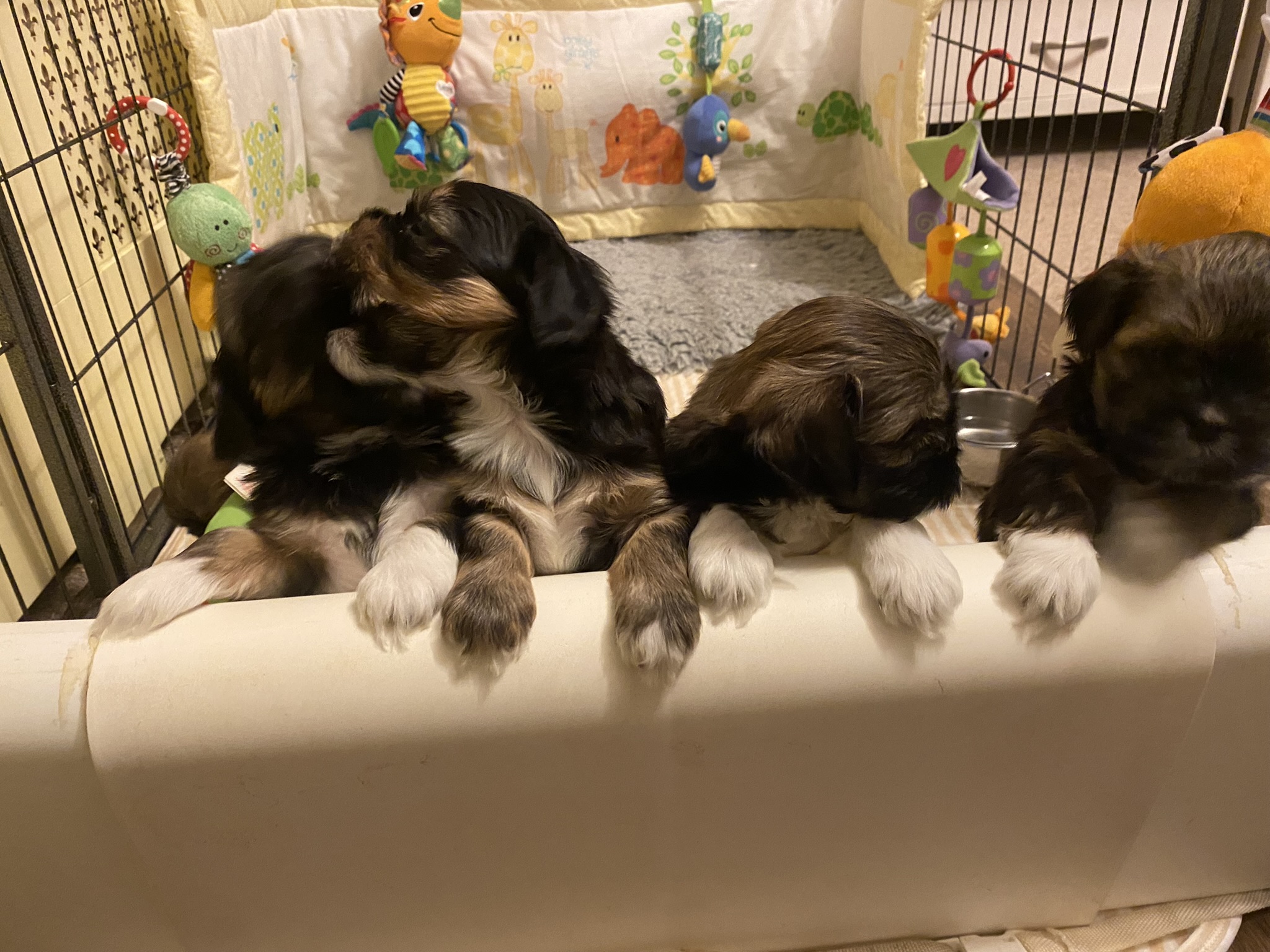 Gorgeous Lhasa apso pups 