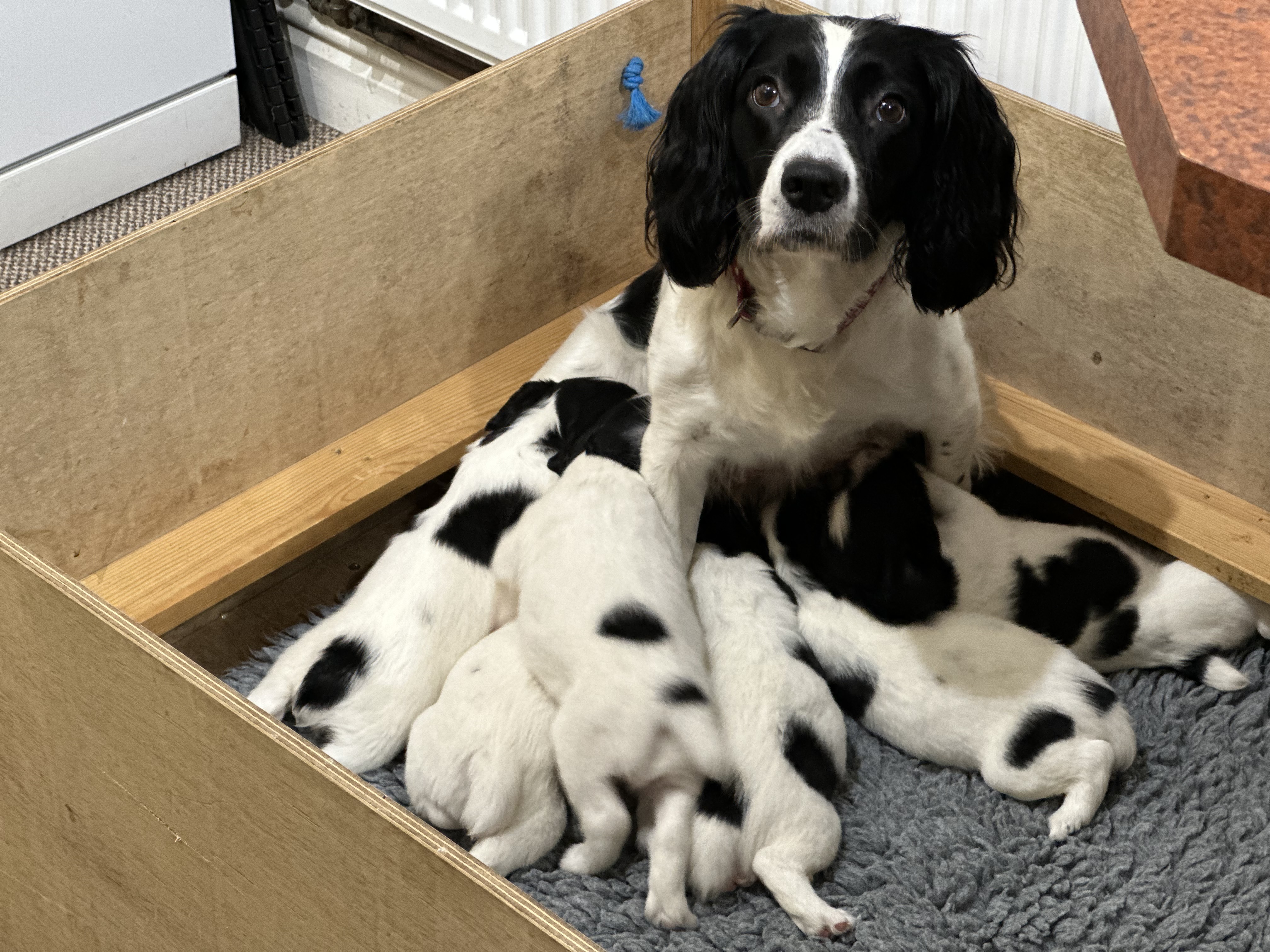 Pickle - Cilan Cariad with pups 