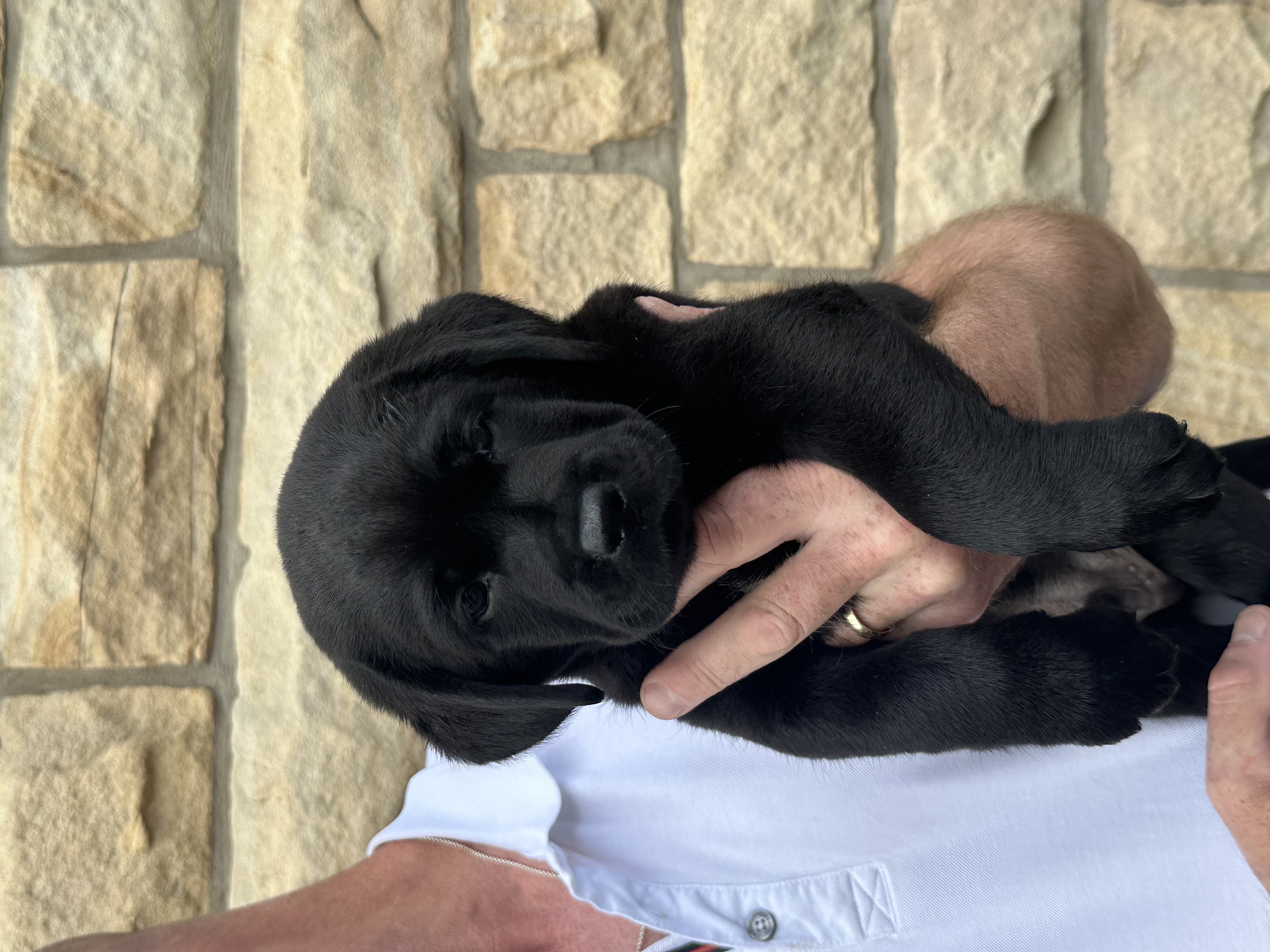 Puppy at  6 weeks old 