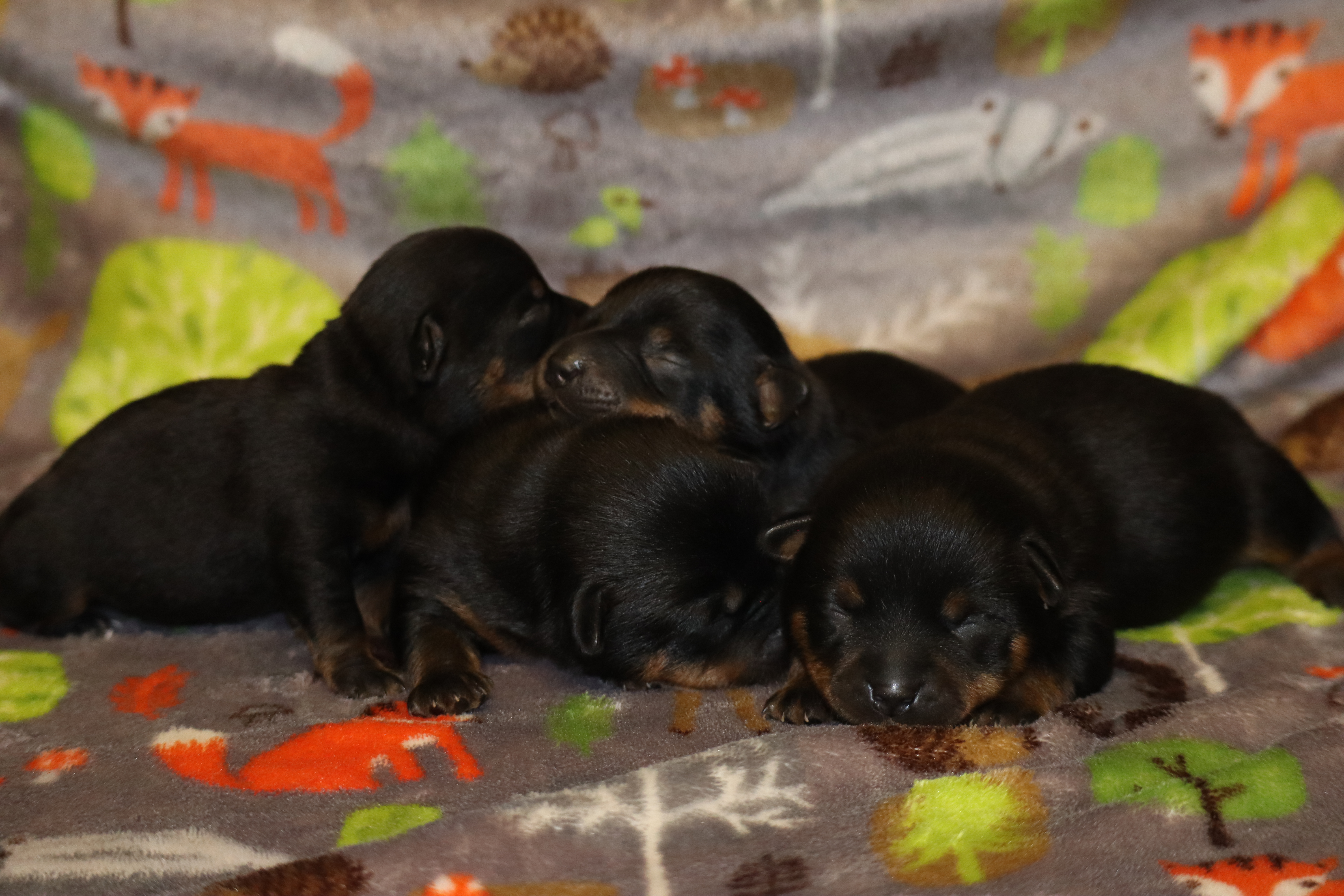 Lancashire Heeler Puppies