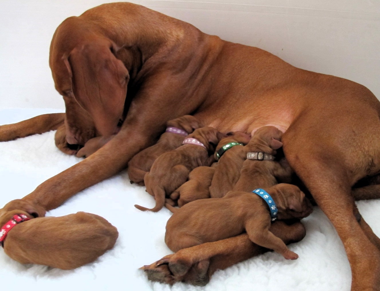 Crumble and her puppies