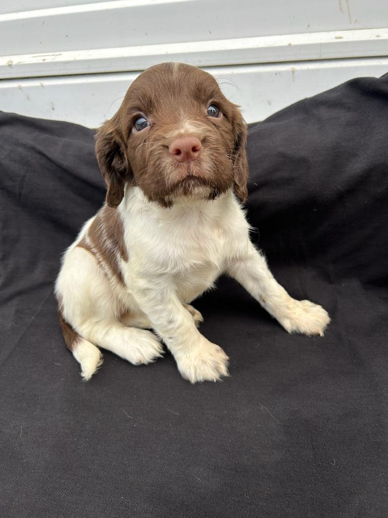 Florence Marie - female springer spaniel 