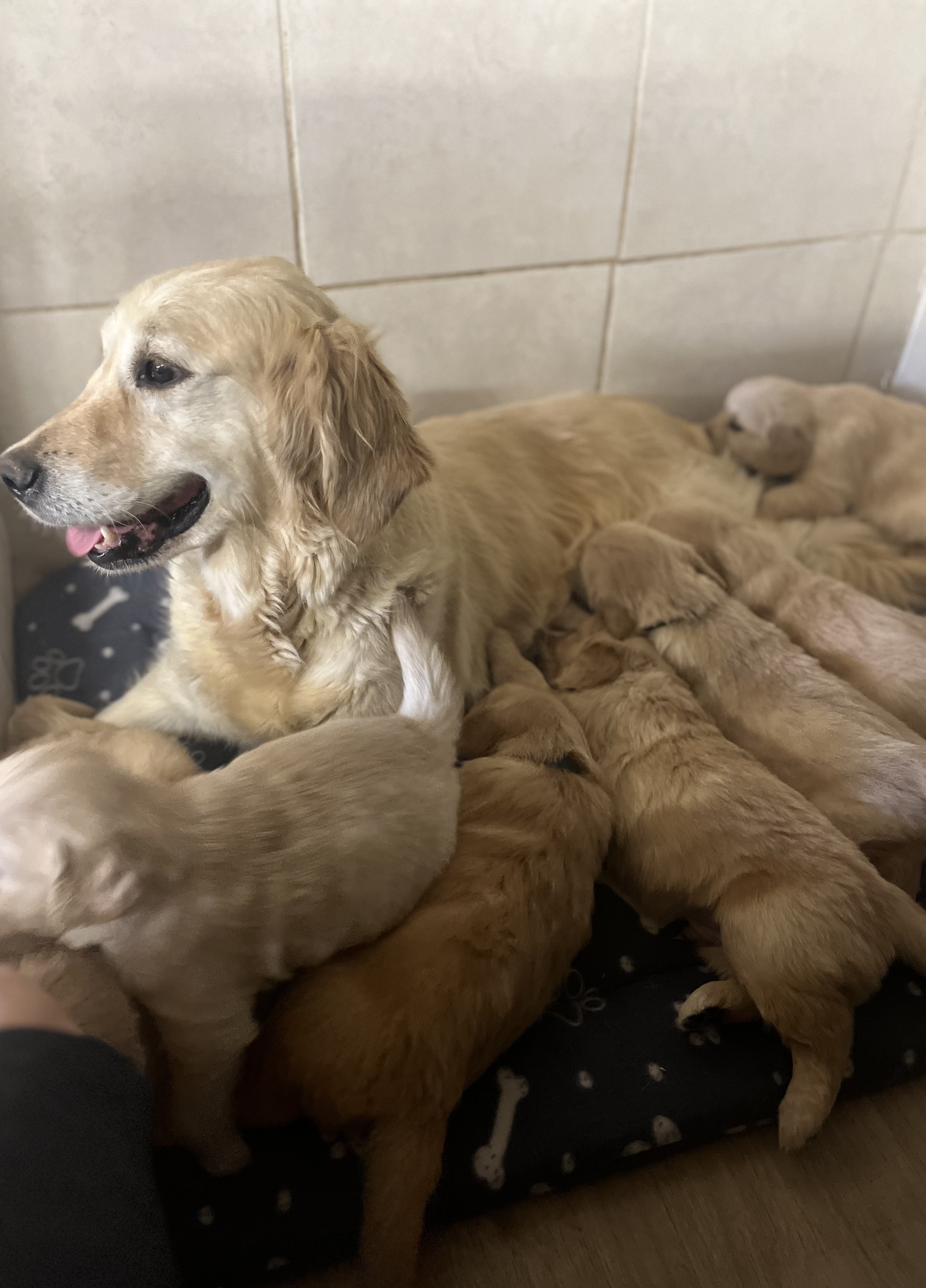 Mum with pups 