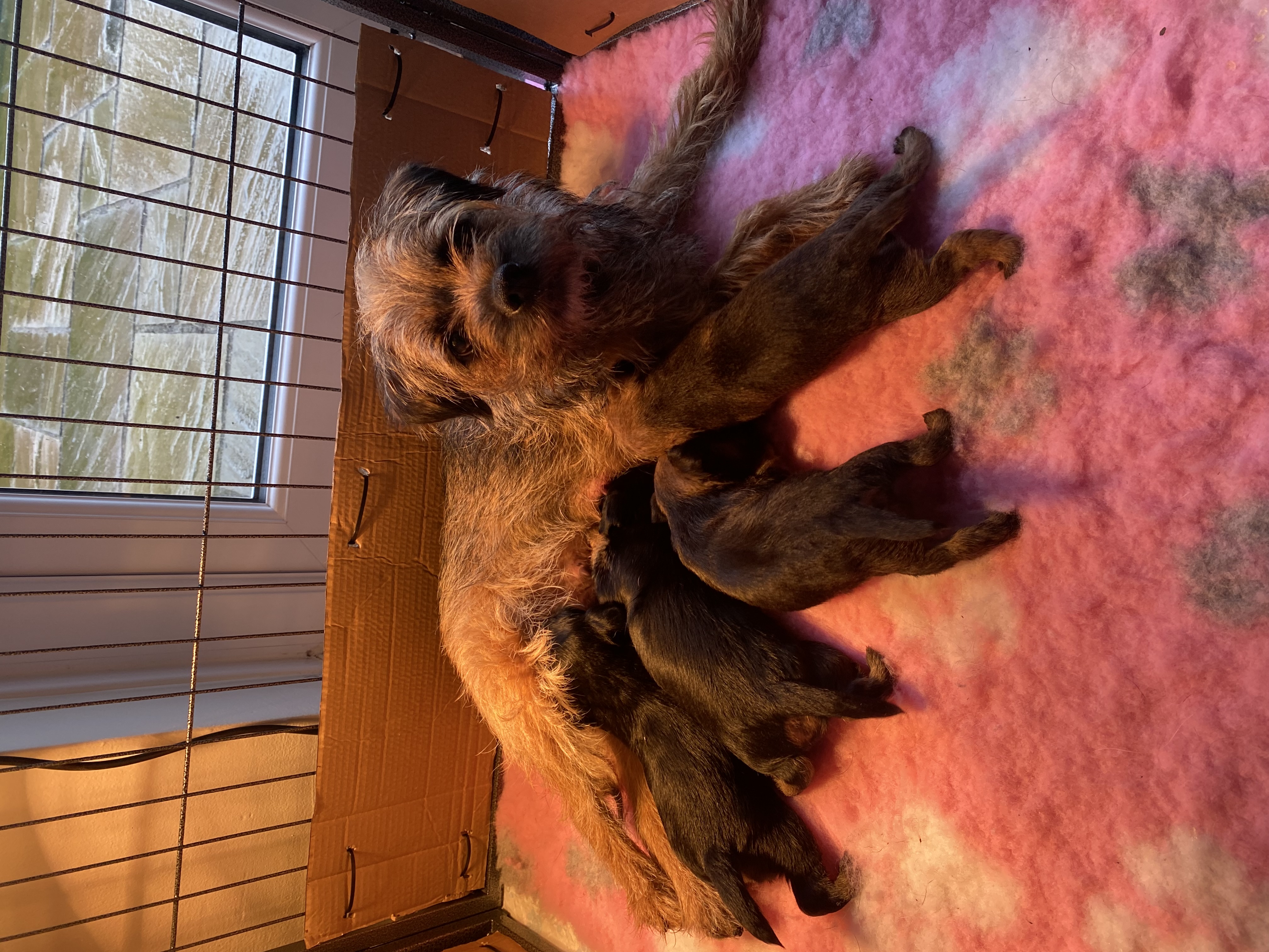 Mother (Betty) with puppies