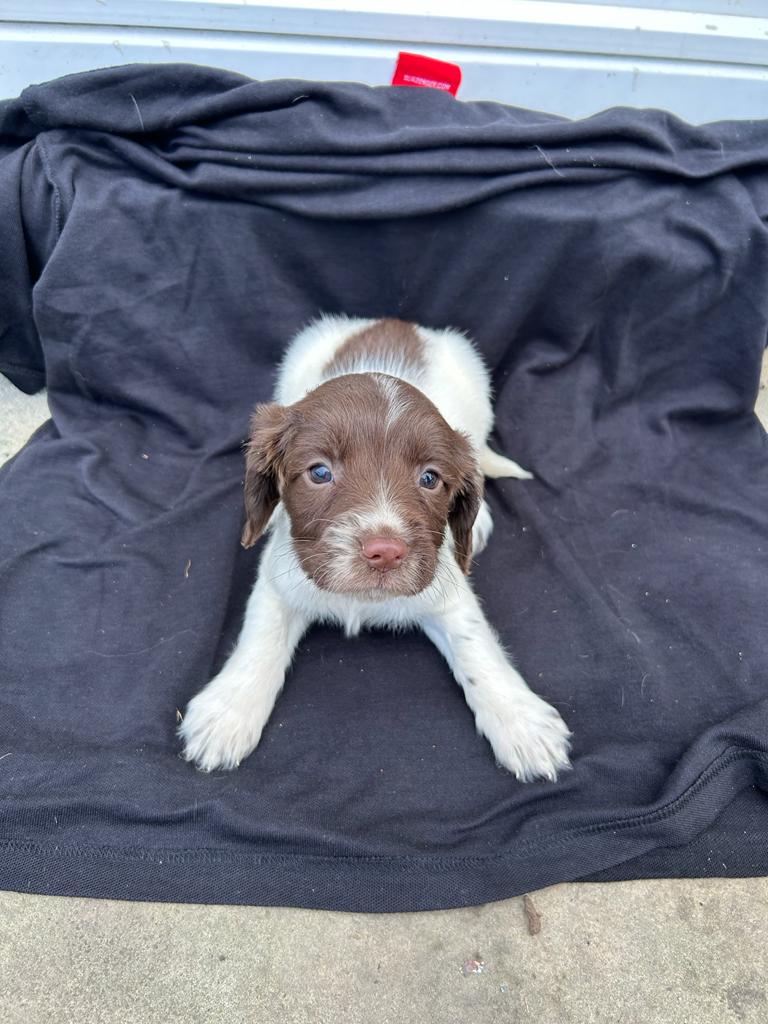 Foundry Girl - female springer spaniel