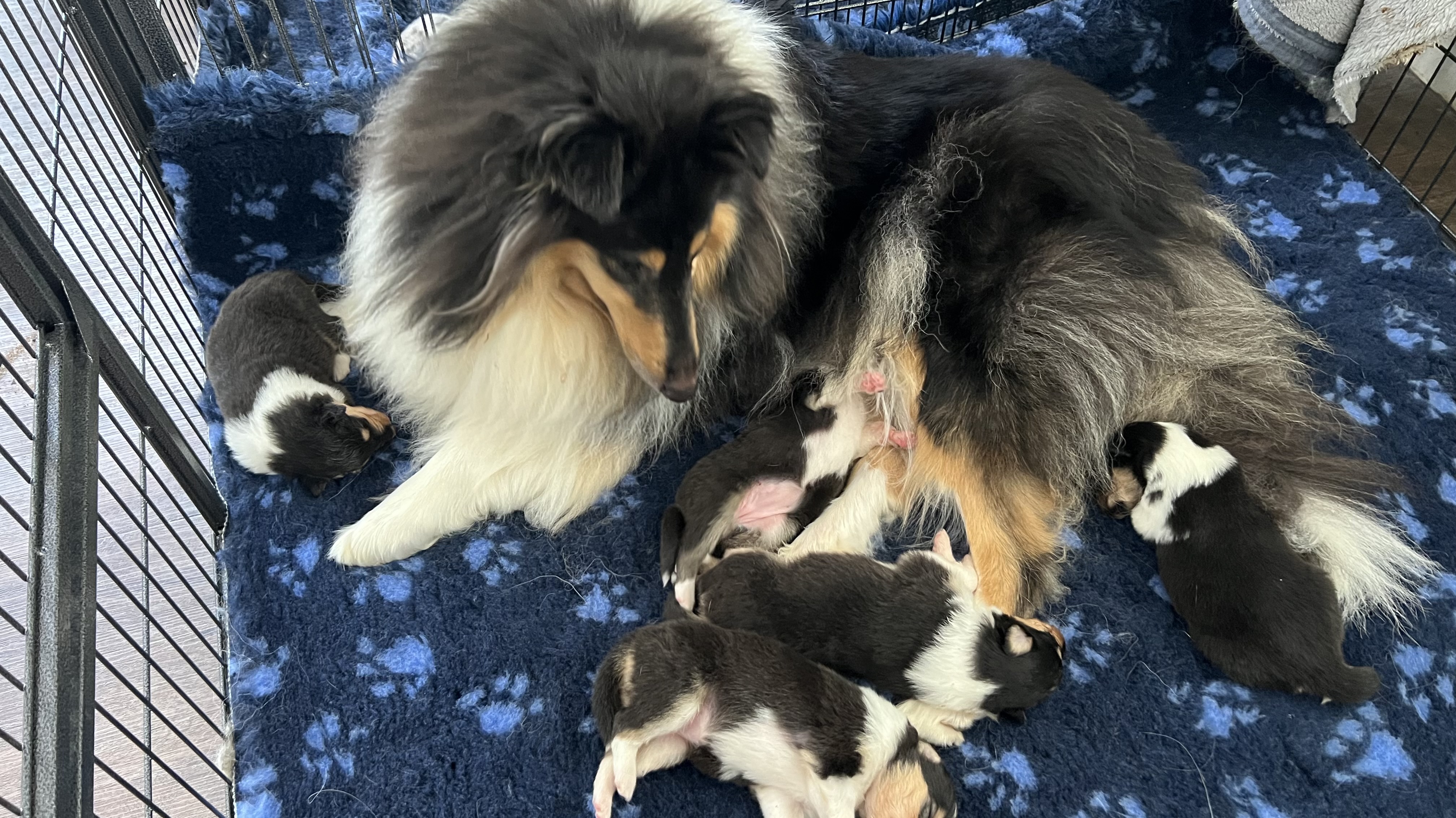 Mum with pups