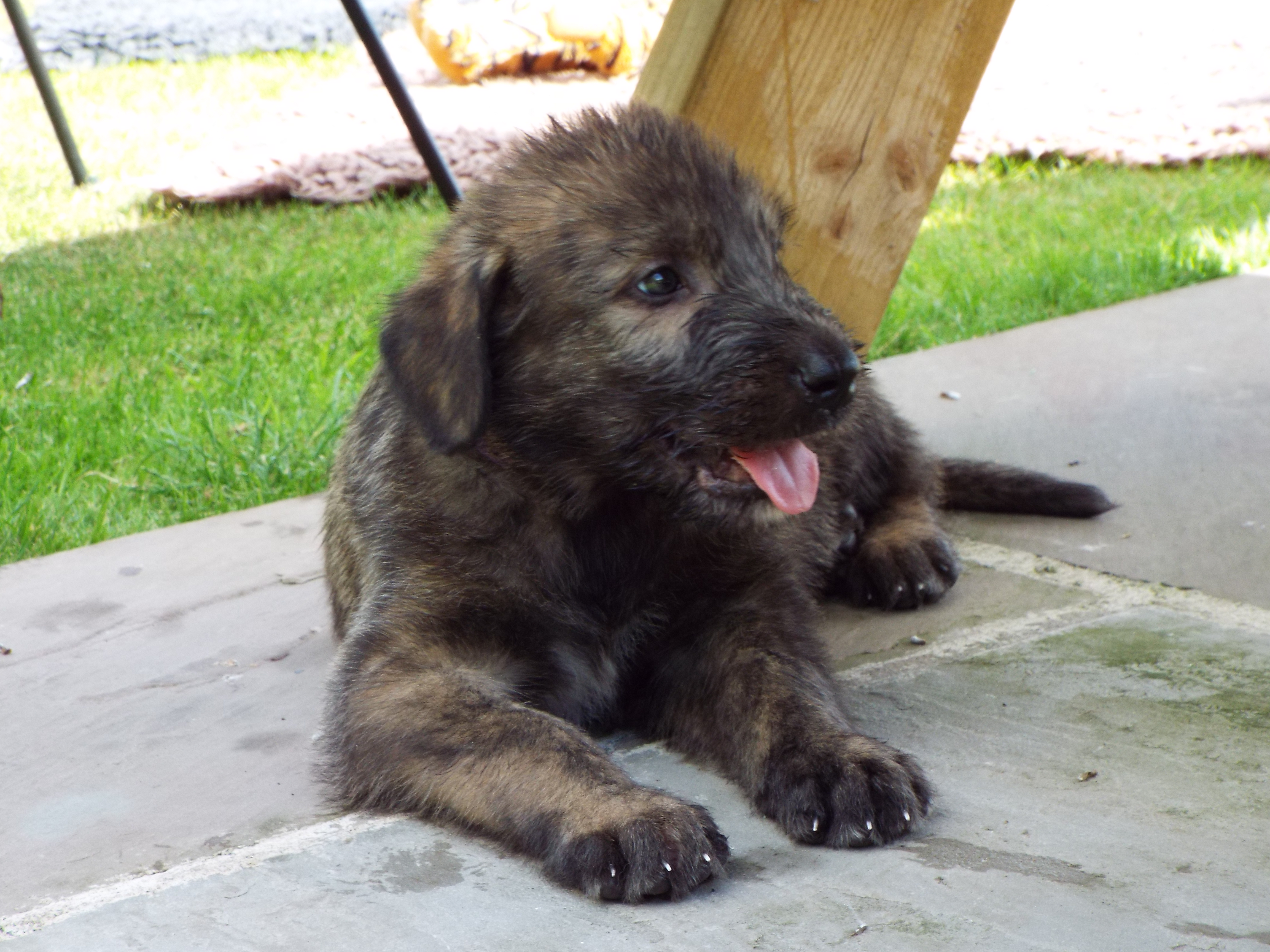 MALE BRINDLE PUPPY 