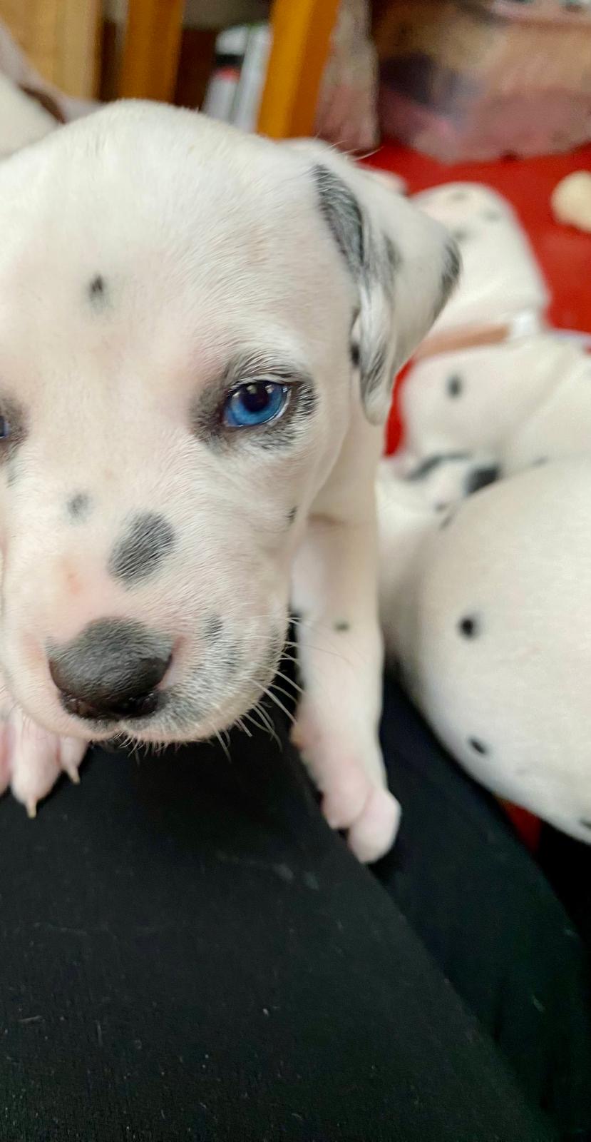 Female puppy Neeta with a blue eye