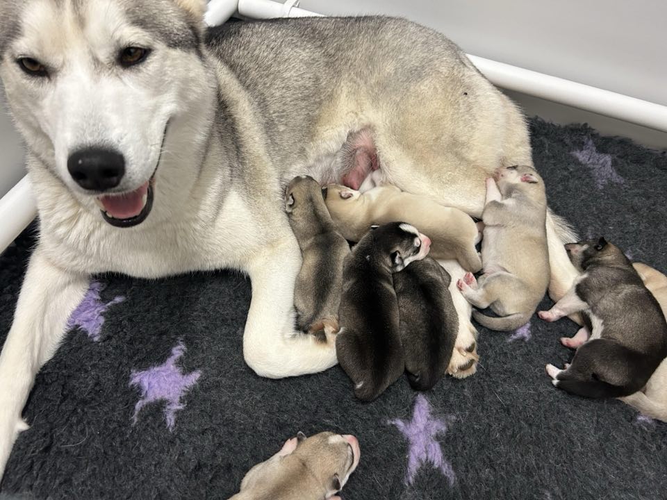 Nora and pups first week 