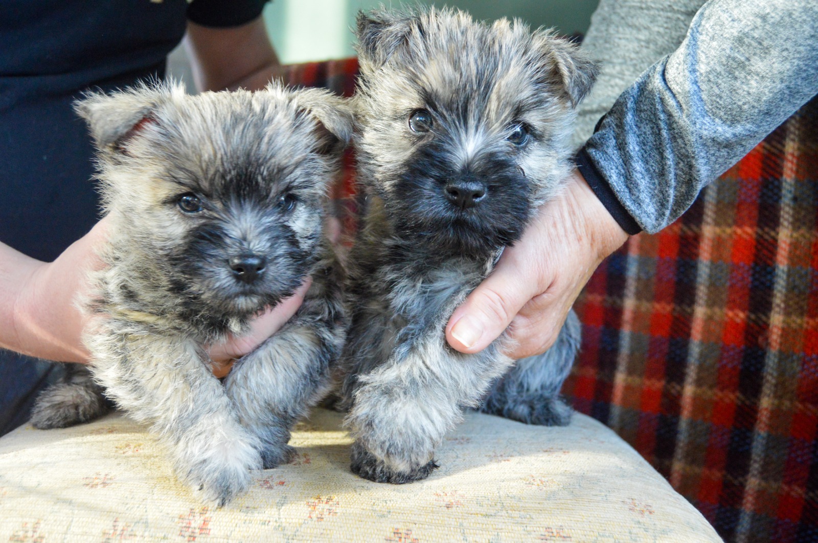 2x Cairn Terrier boys