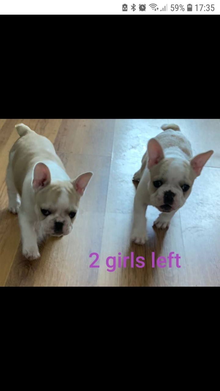 The 2 Girls available
