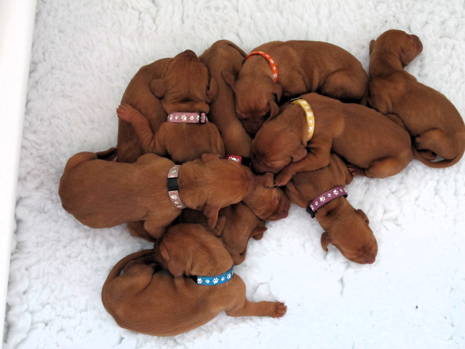 Puppies five days old