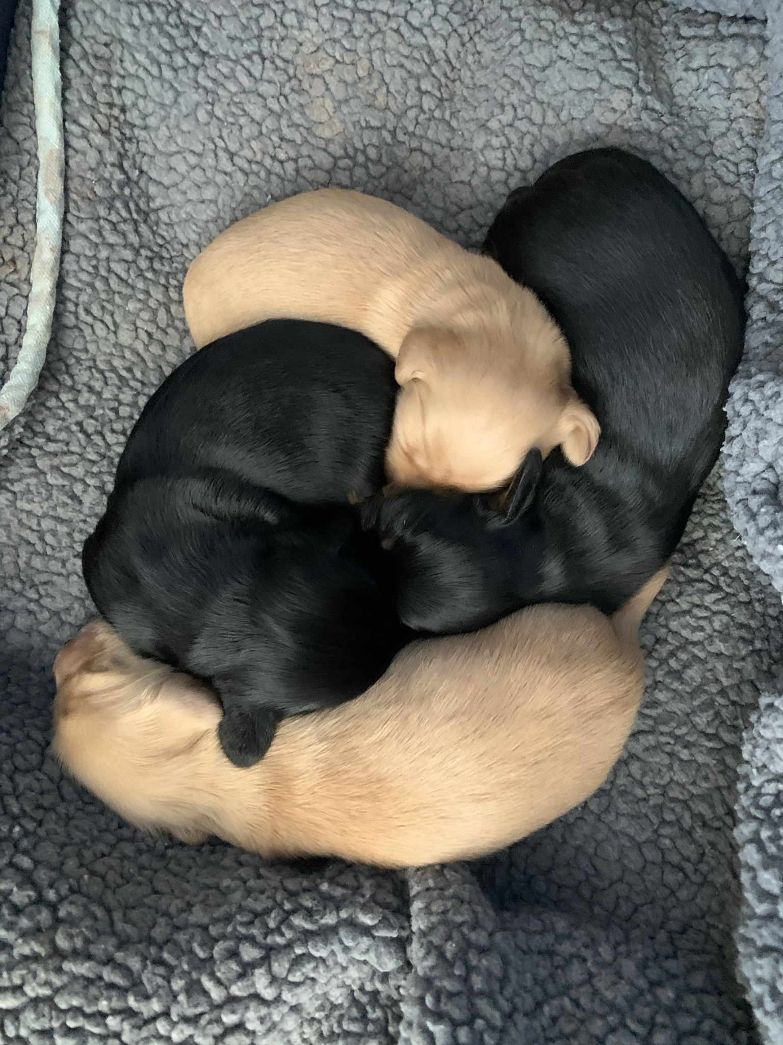 Litter of 4 miniature long haired dachshunds