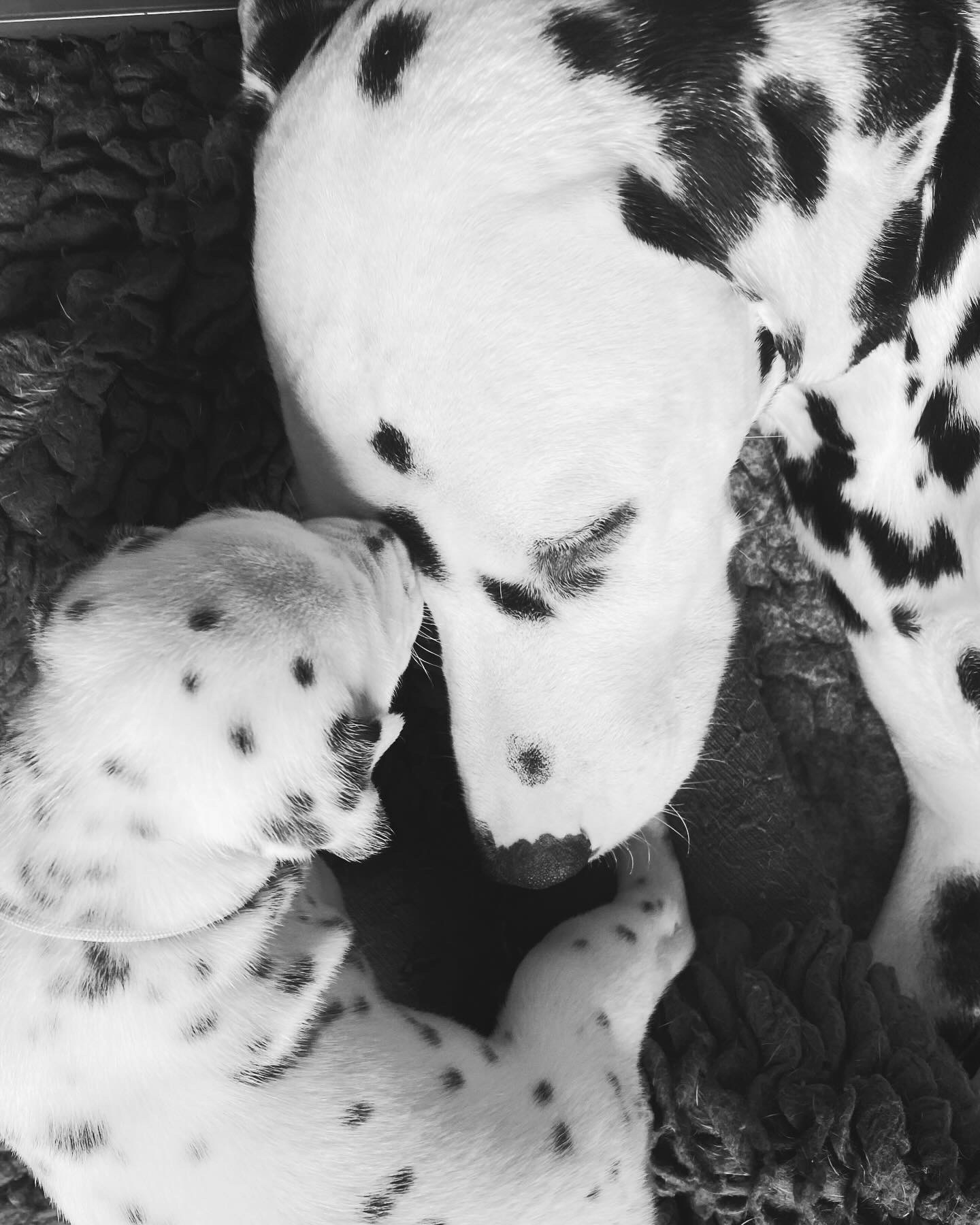 Mum and puppy love