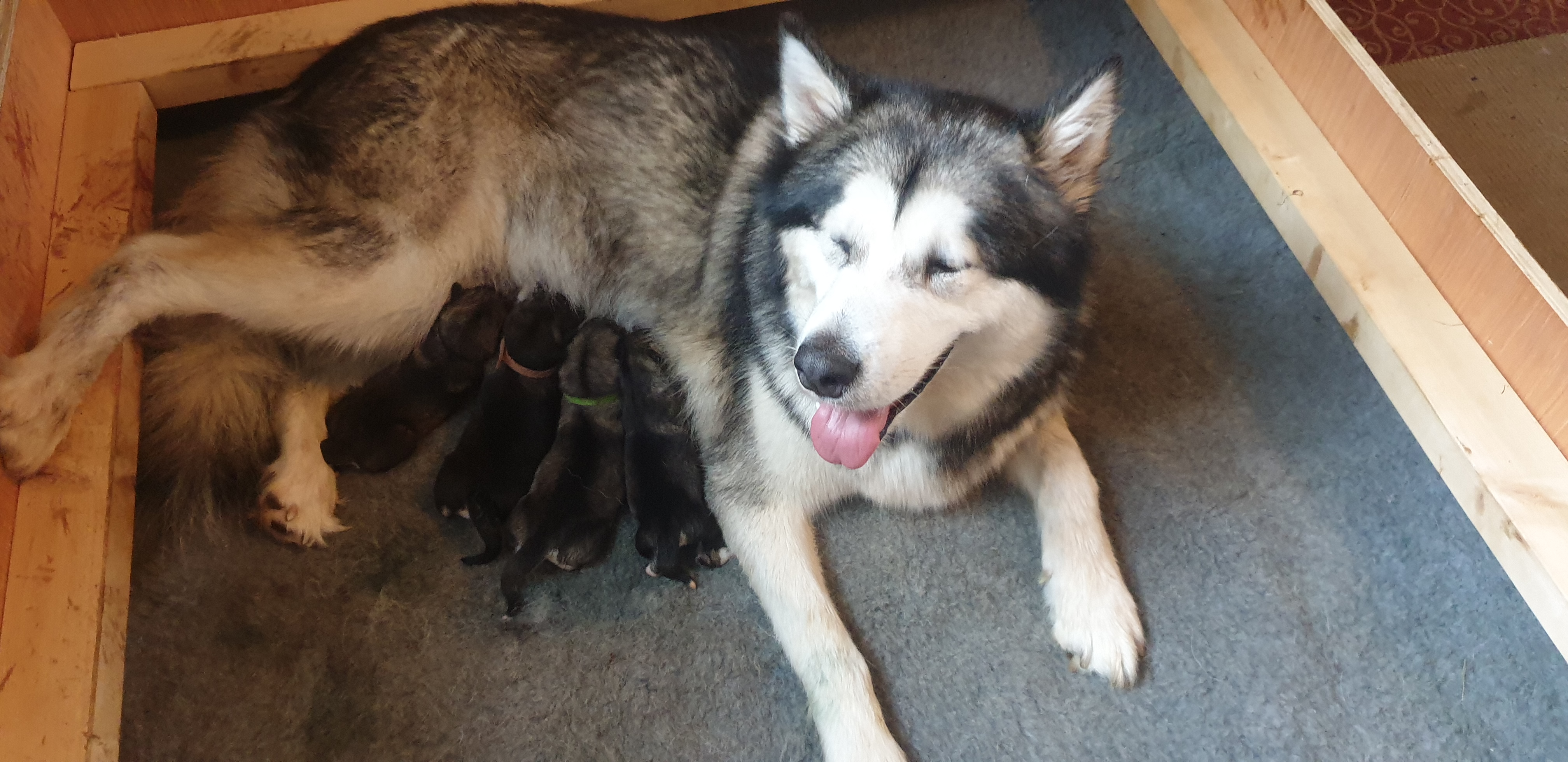 Mum and some pups