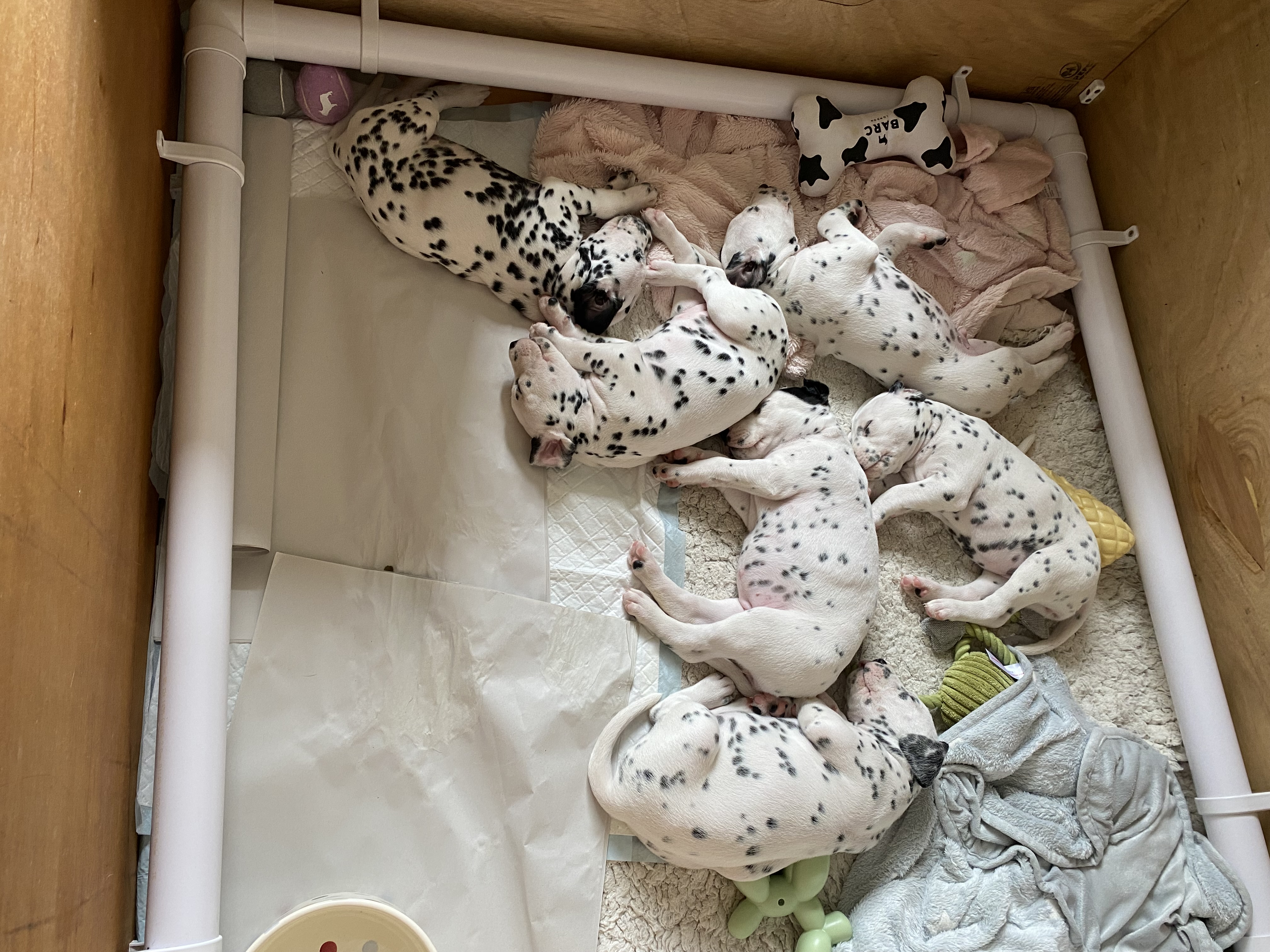 Litter of 6 B/W Dalmatian puppies; 2 male, 4 female; one female available