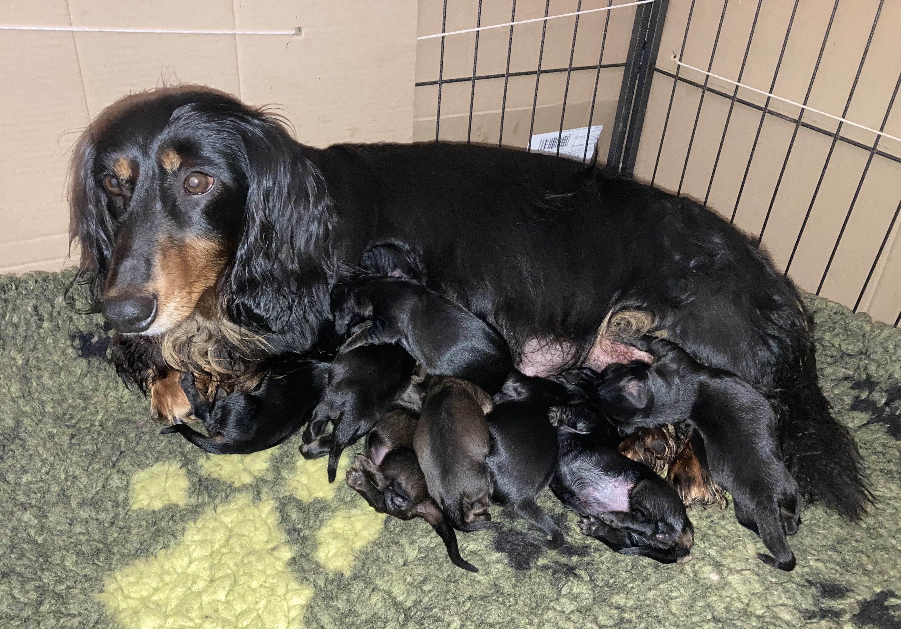 Puppies when recently born