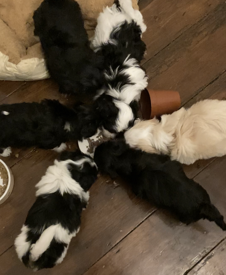 Enjoying their dinner at 6 weeks old 