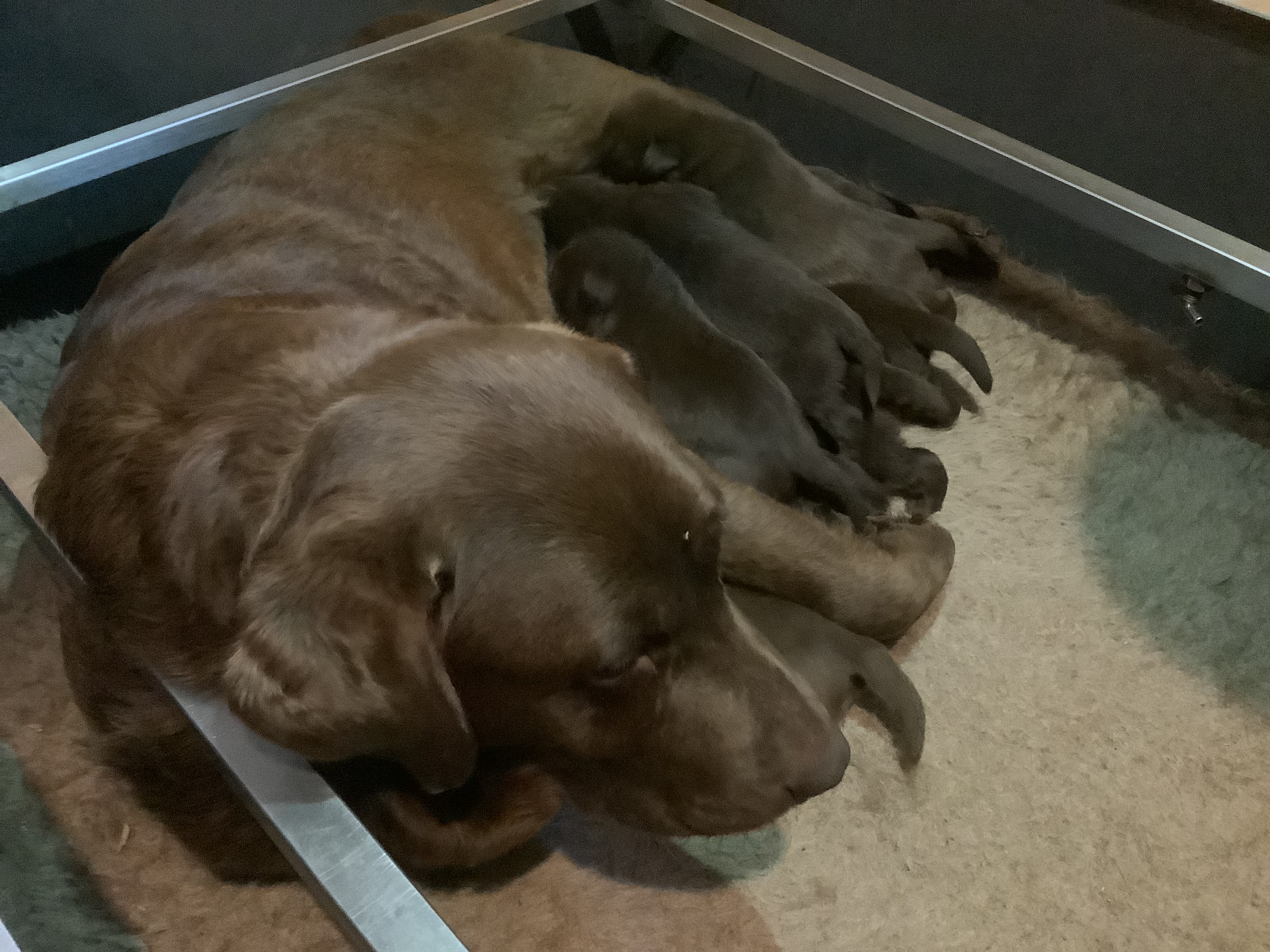 MUm and her pups 