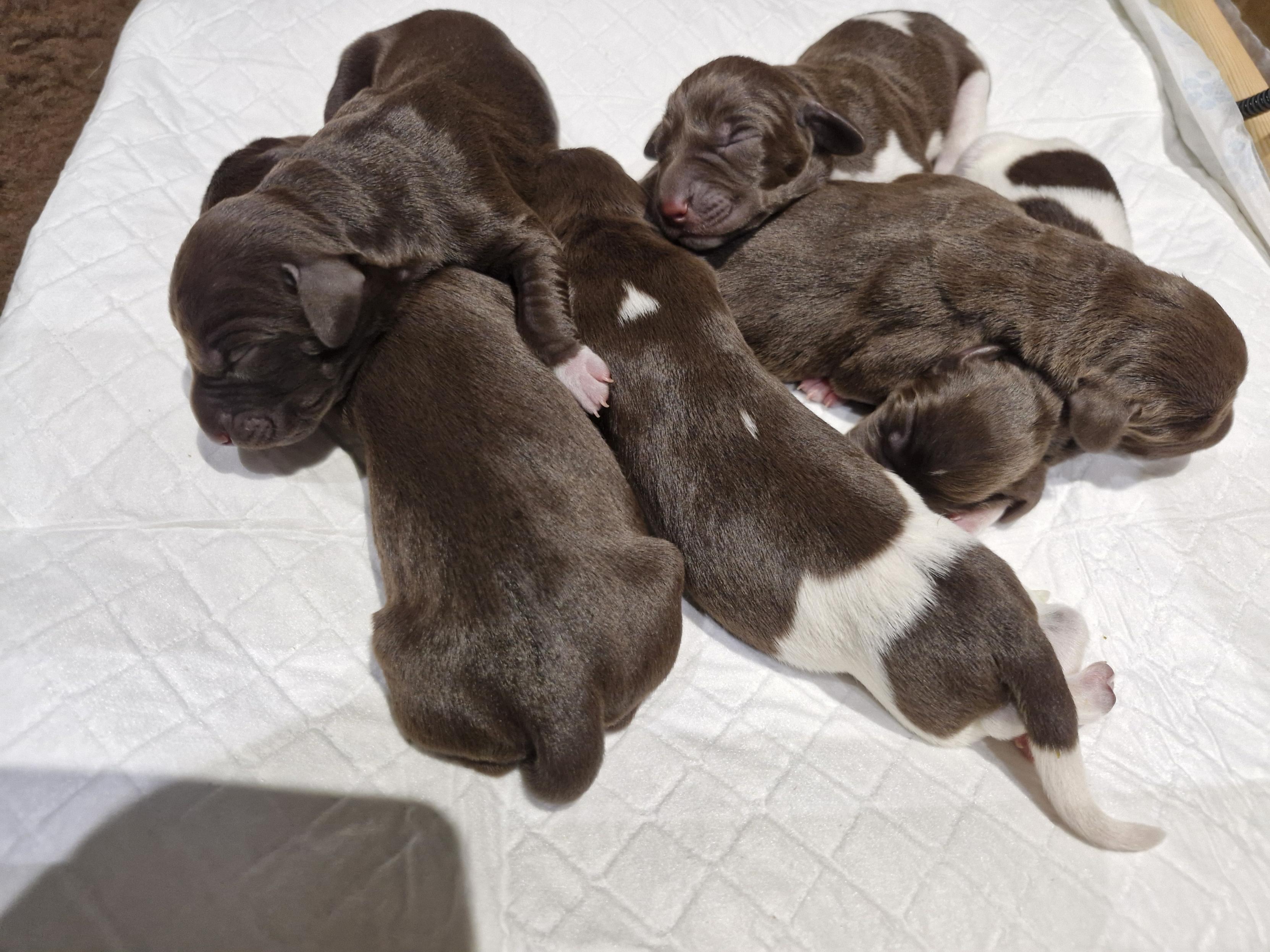 Puppies at 4 days old