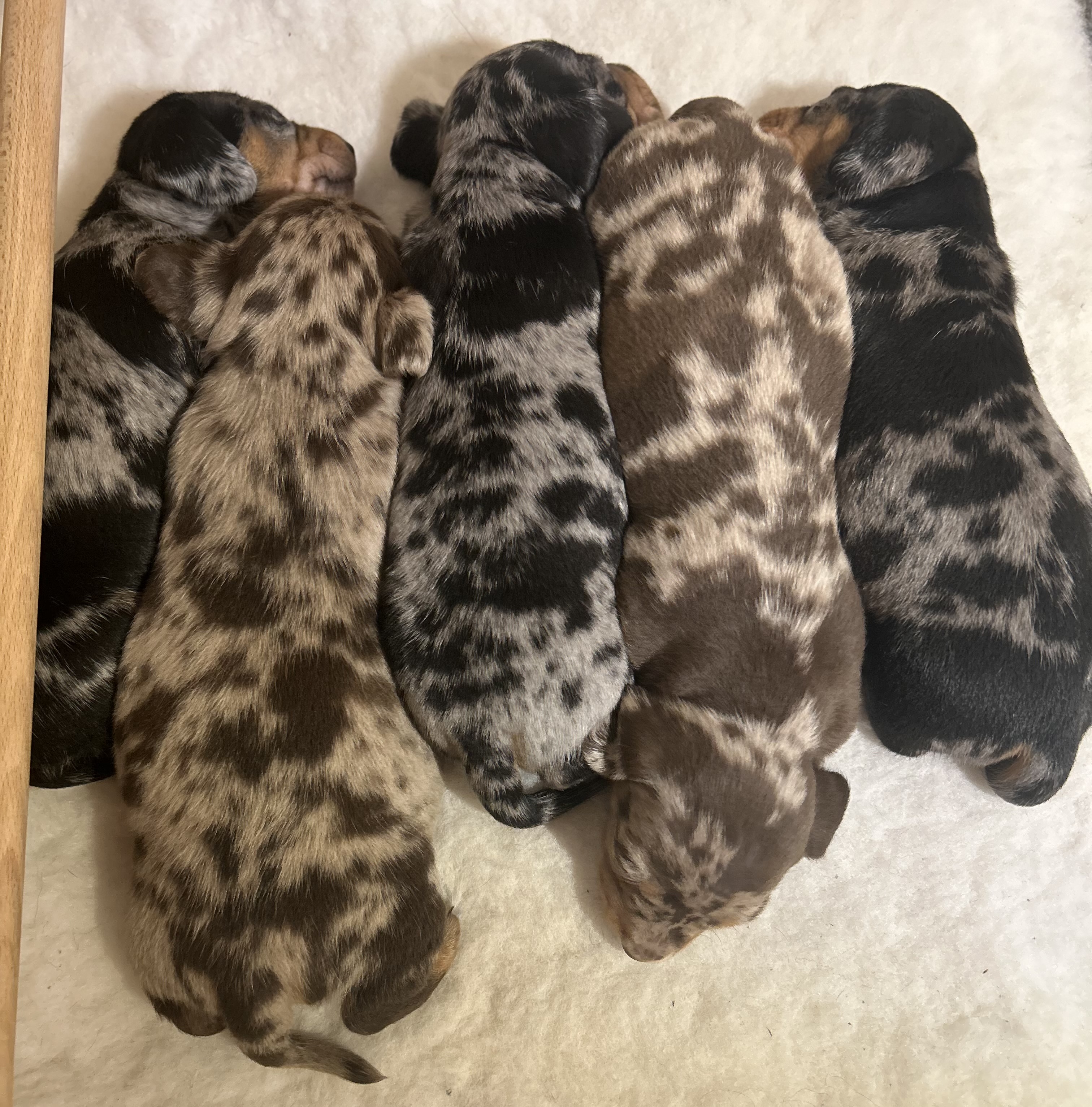 Pebble's litter of 5 dachshunds 