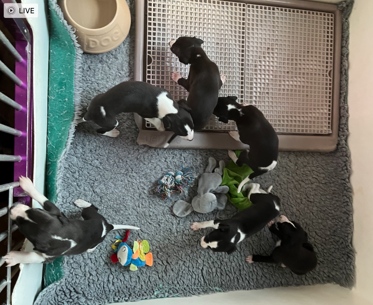 Pups At 4 Weeks Old 